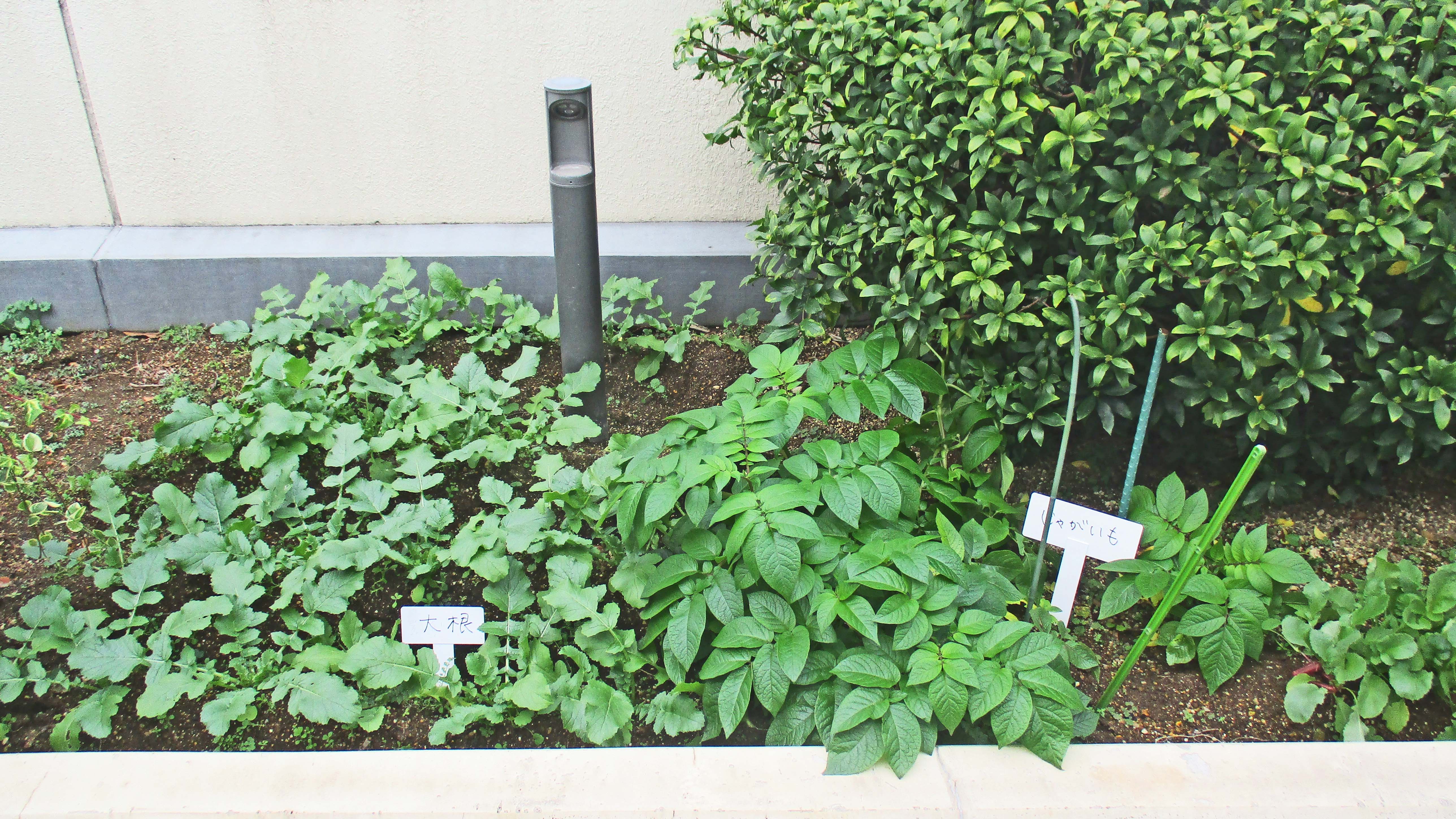 １２月にガーデンテラス