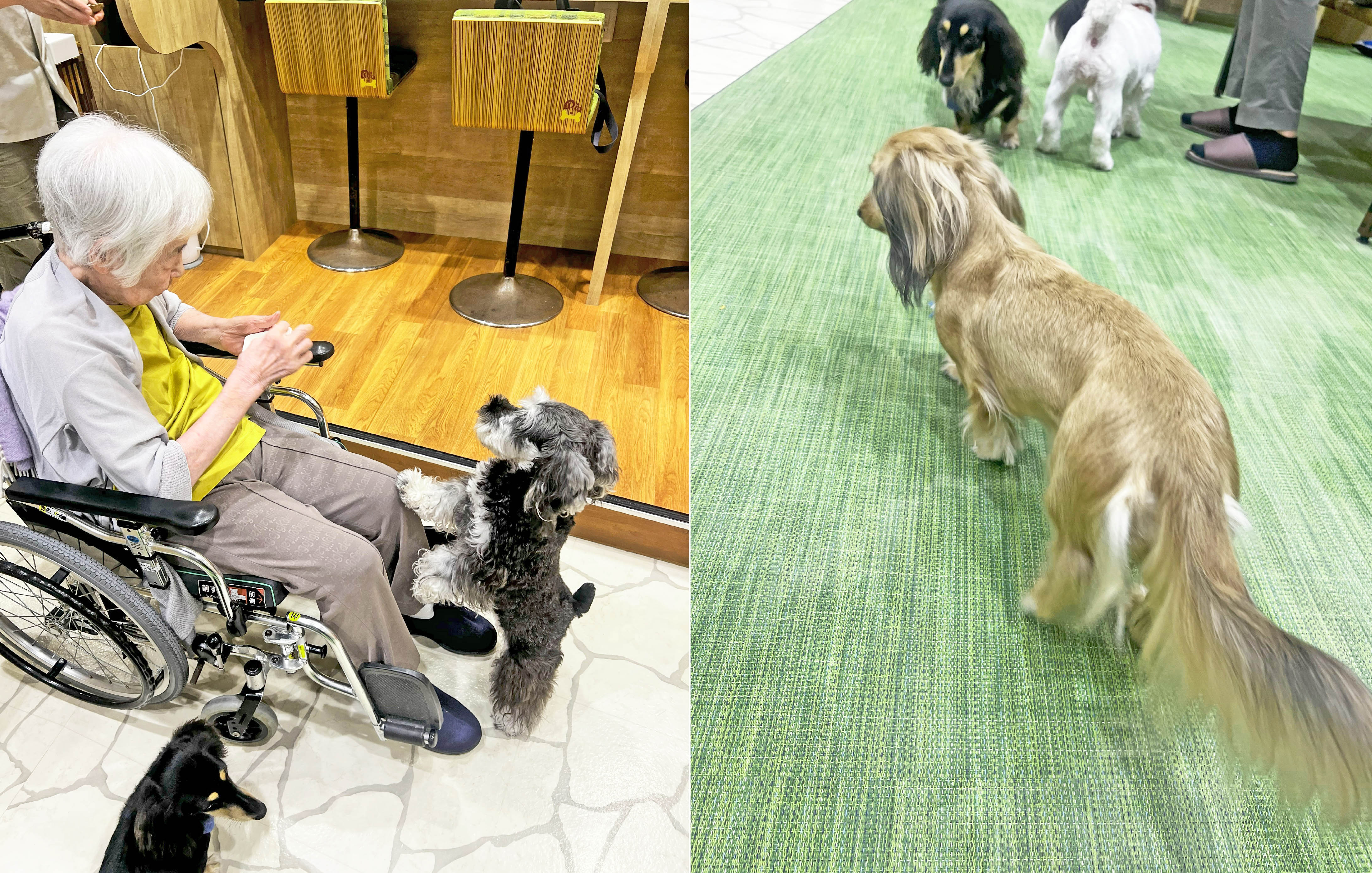 外部リハビリ~犬と触れ合いたい~