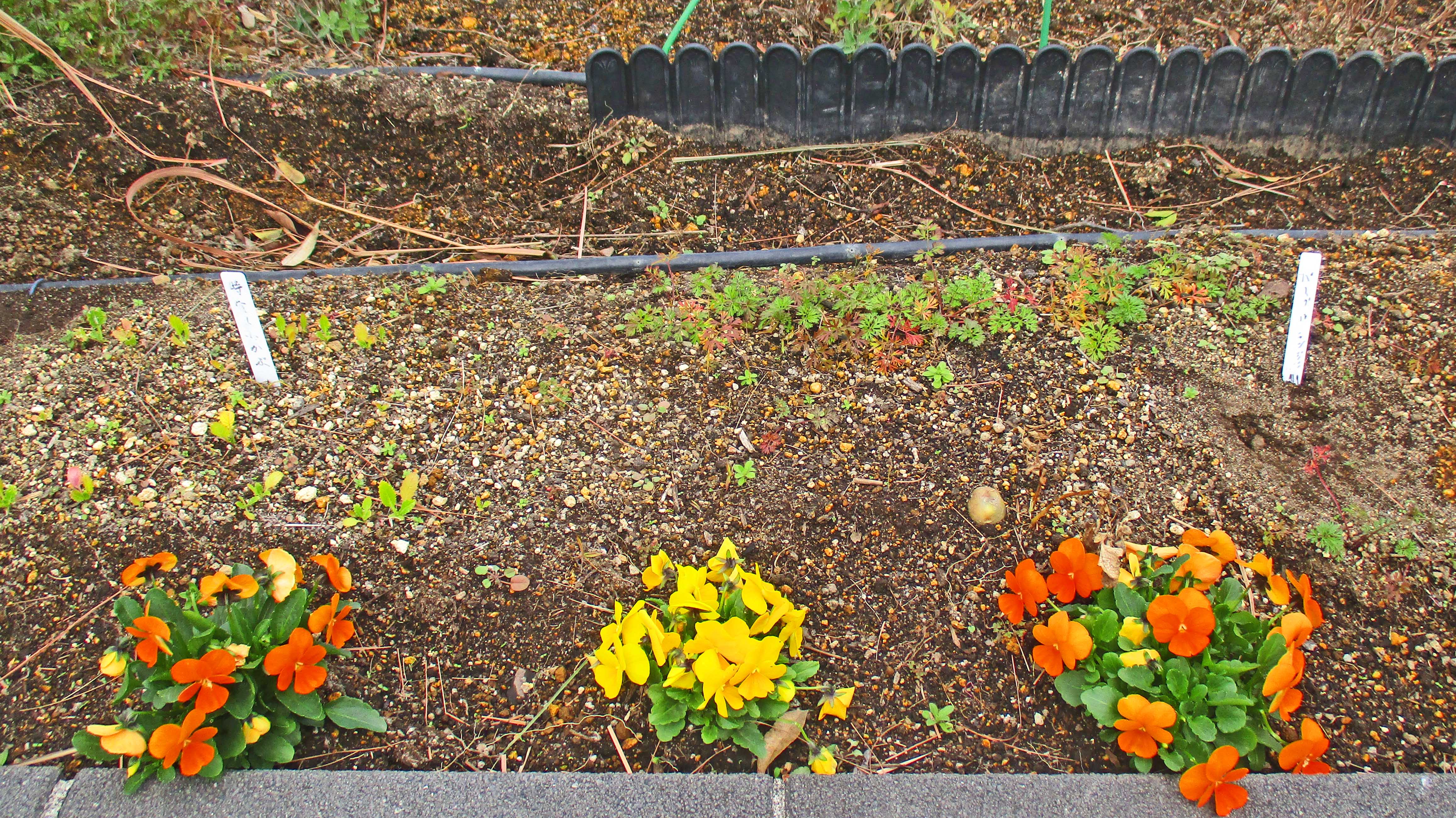 １２月の屋上庭園