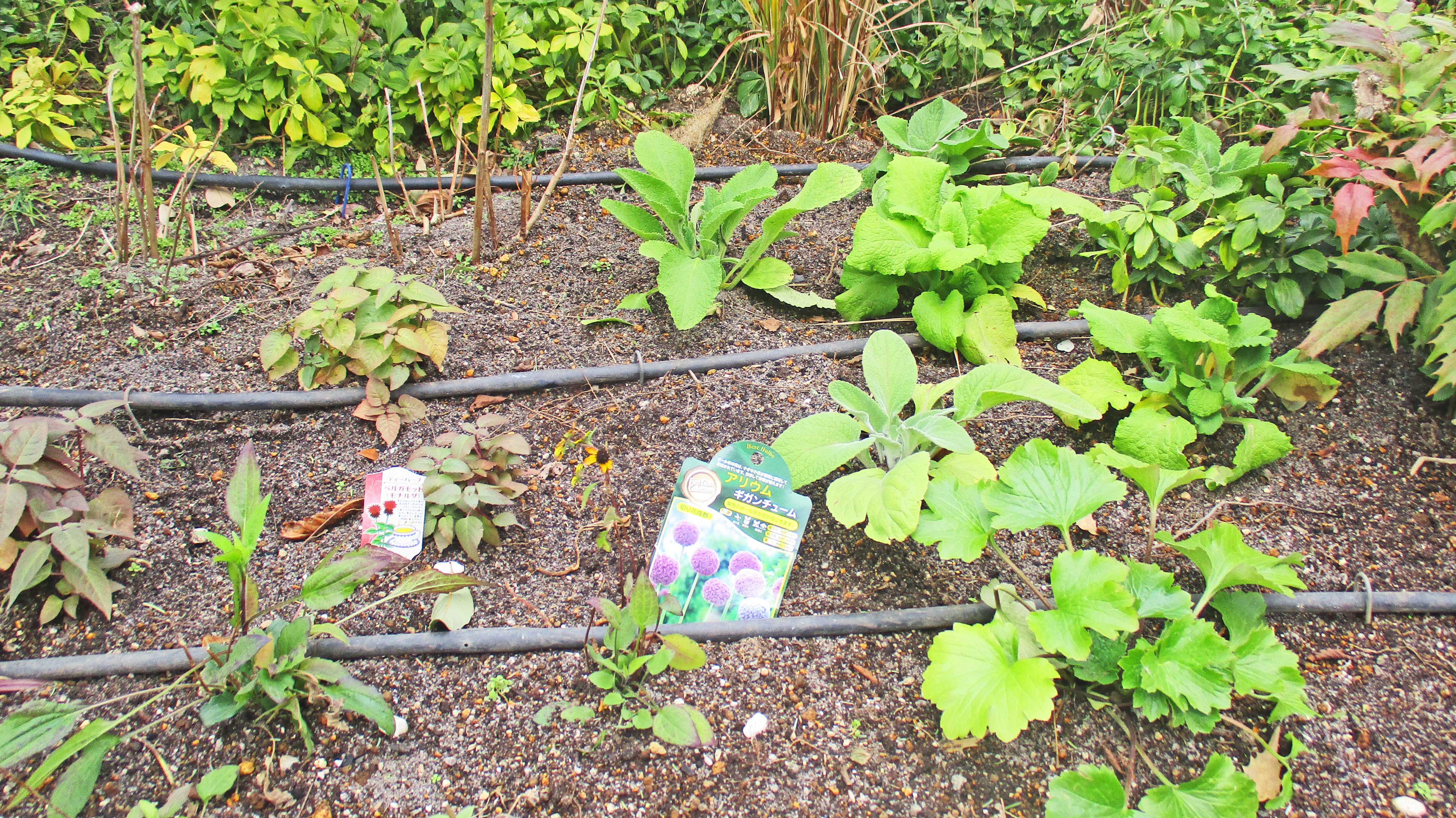 １２月の屋上庭園