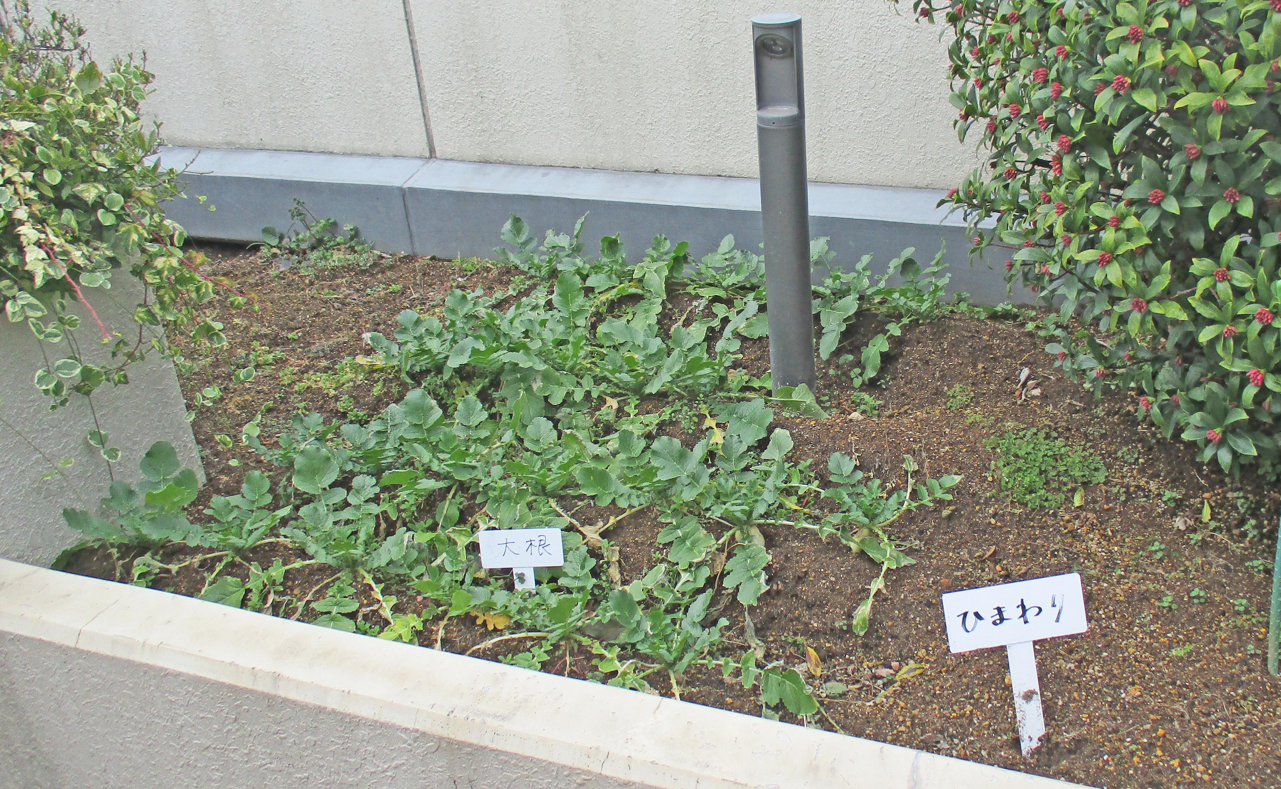 ２月下旬のガーデンテラス