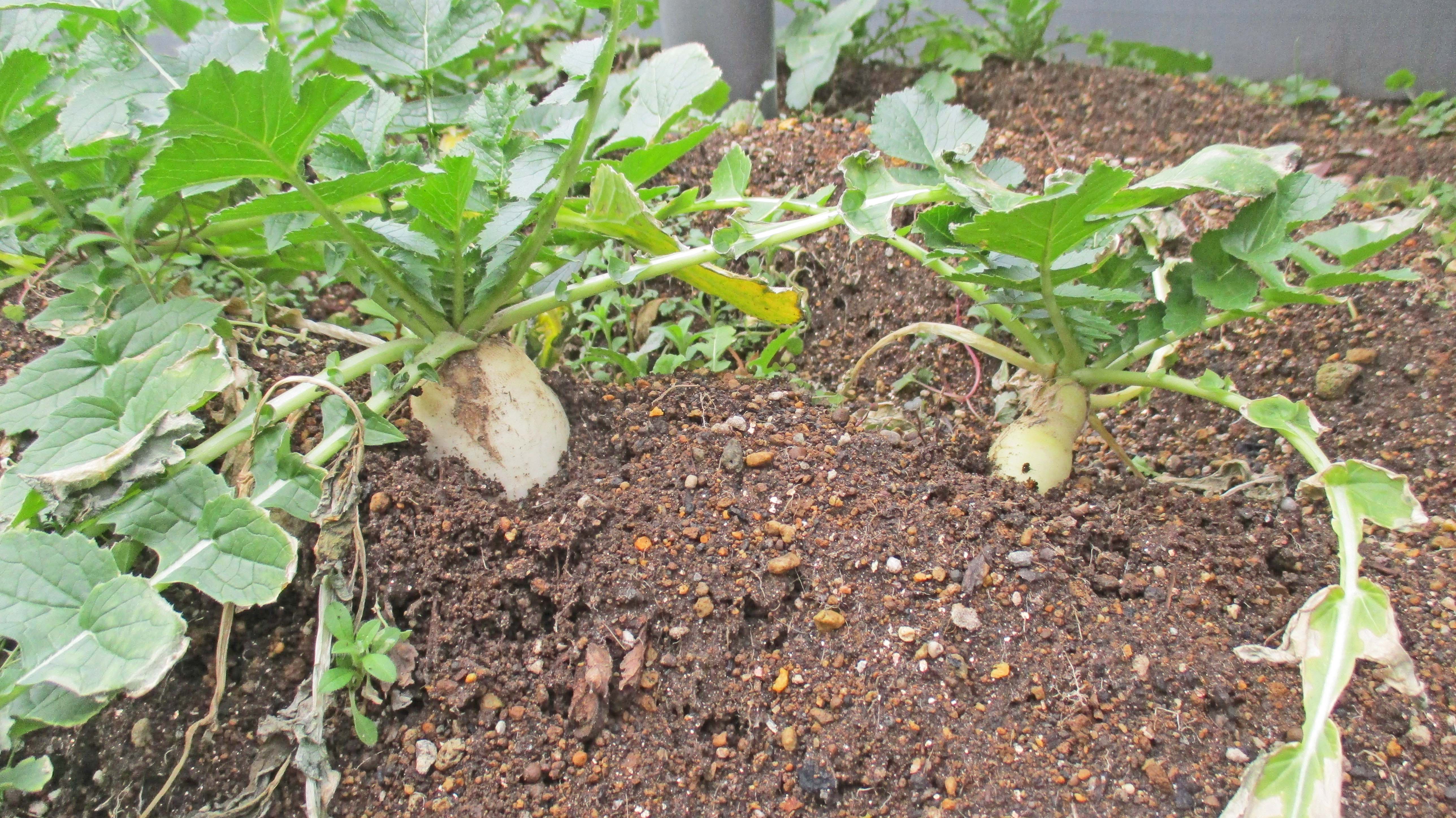 ２月下旬のガーデンテラス