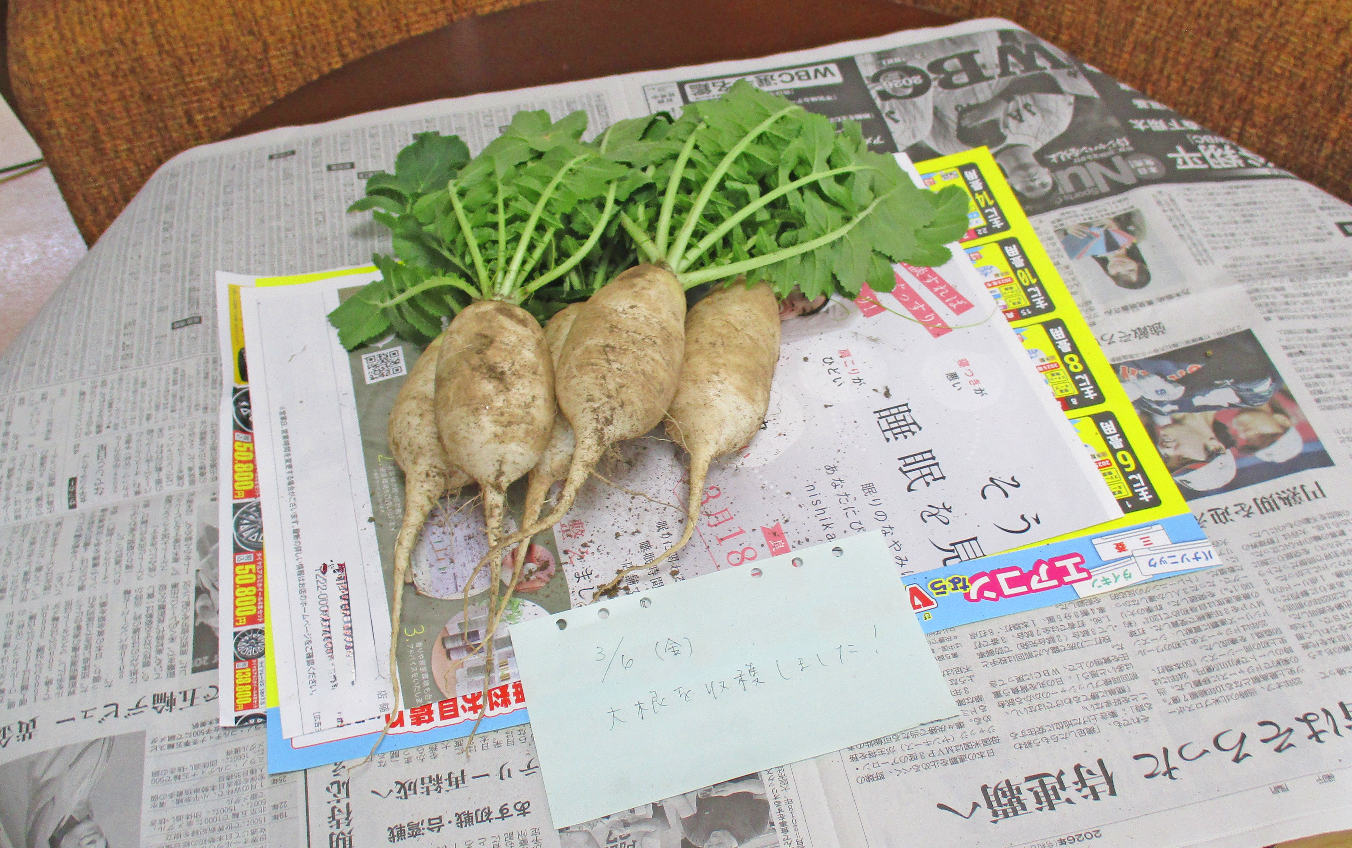 ガーデンテラスの大根