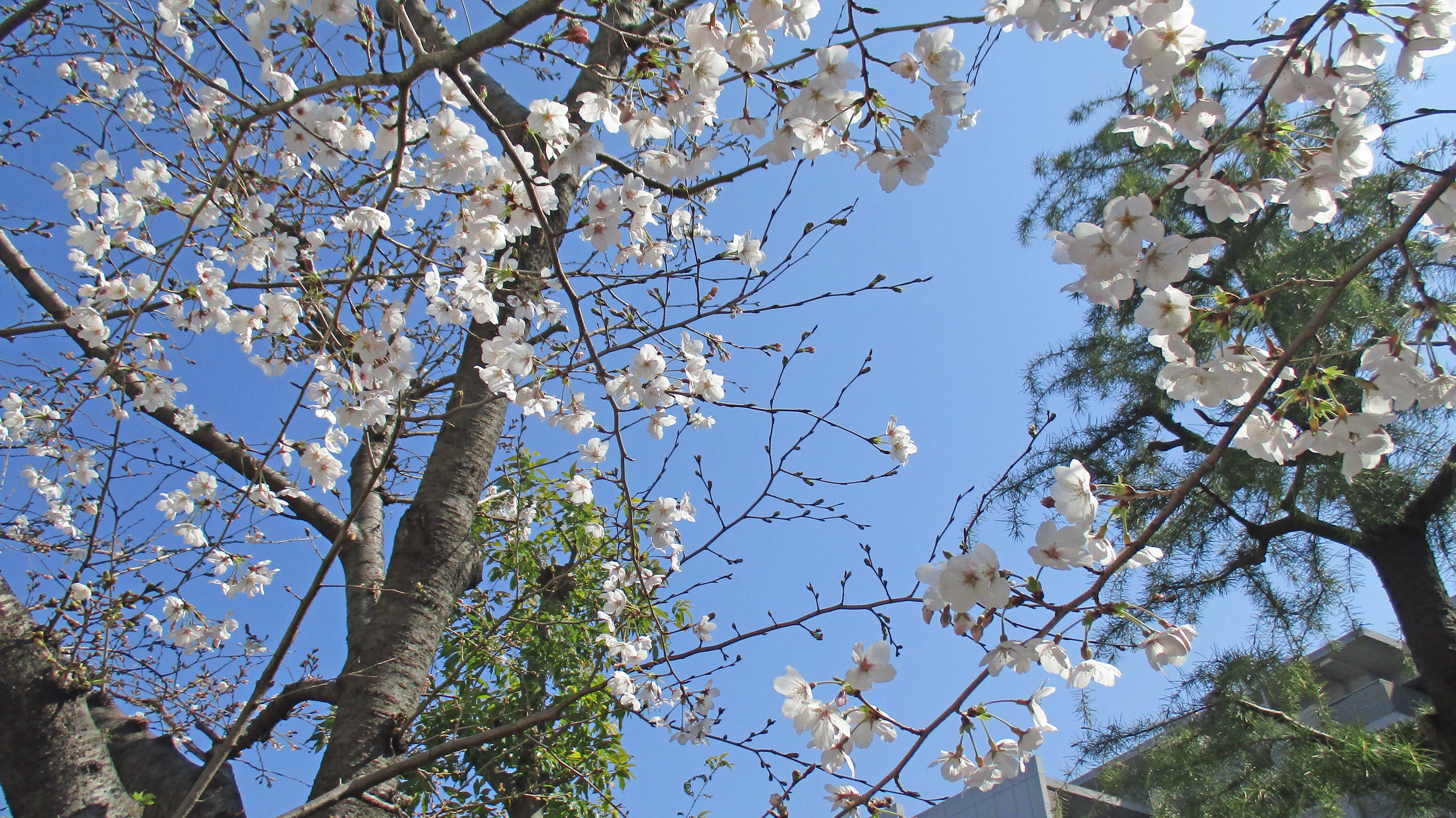 中庭の桜