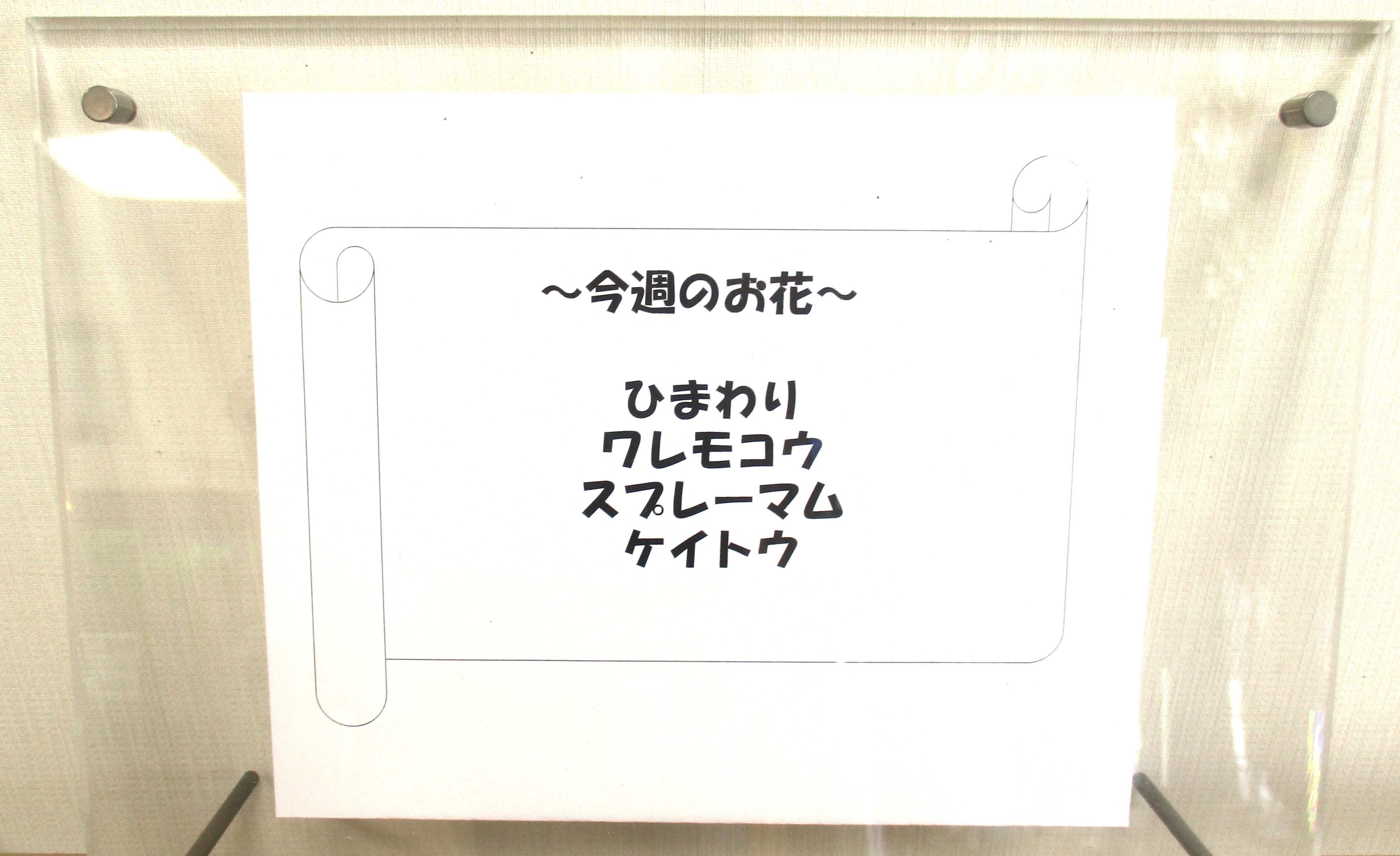 今週のお花