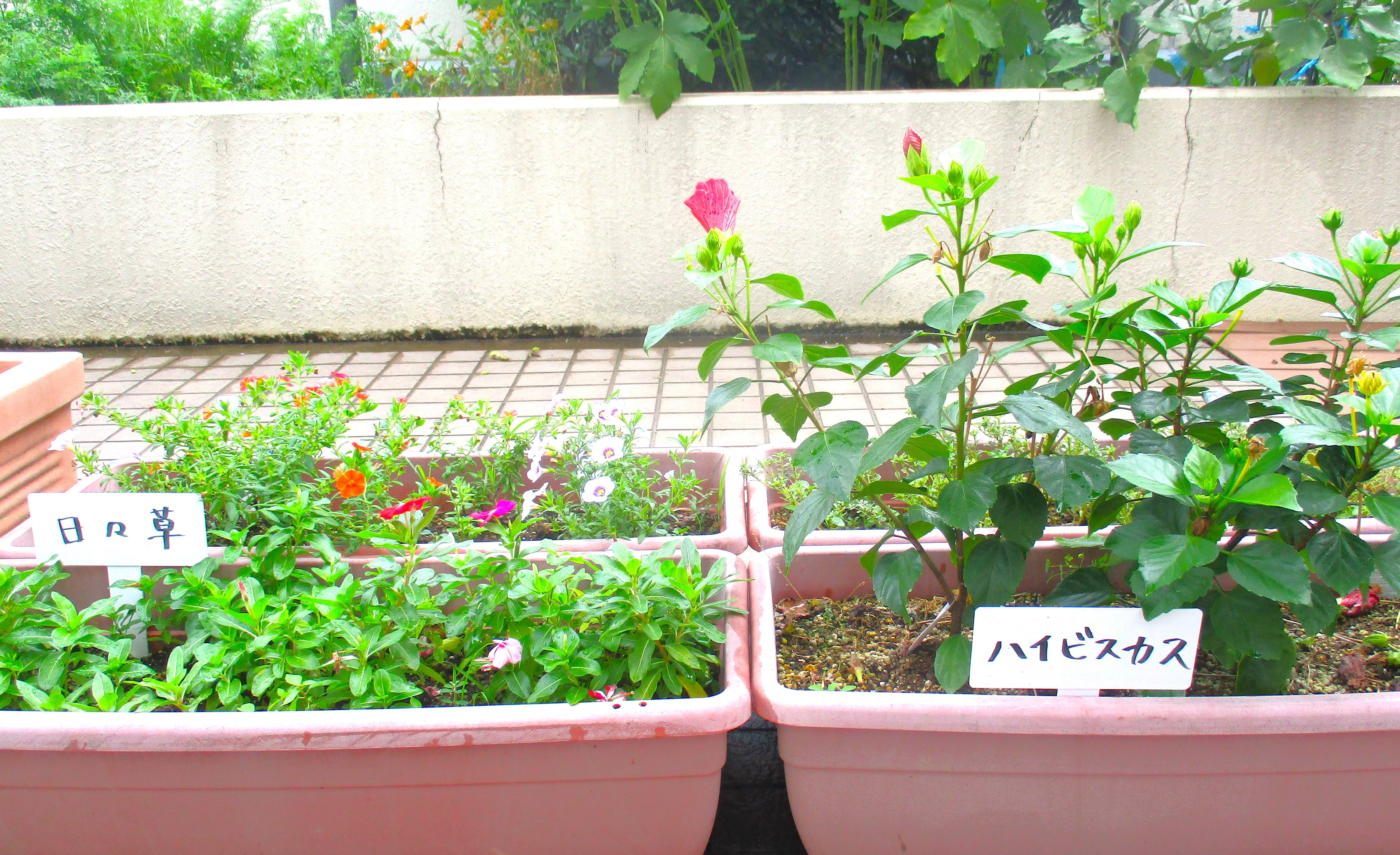 今週のお花