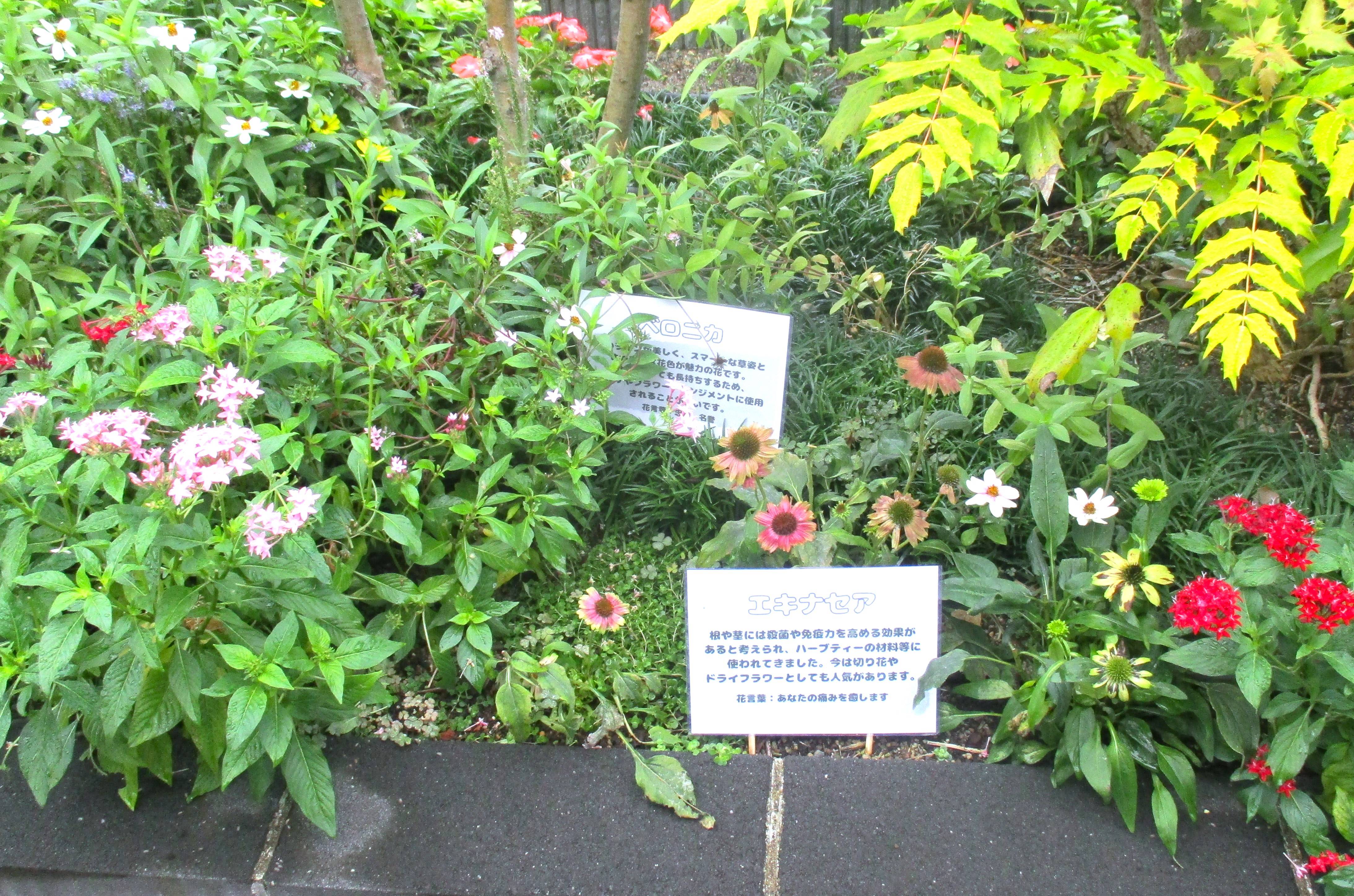 屋上庭園