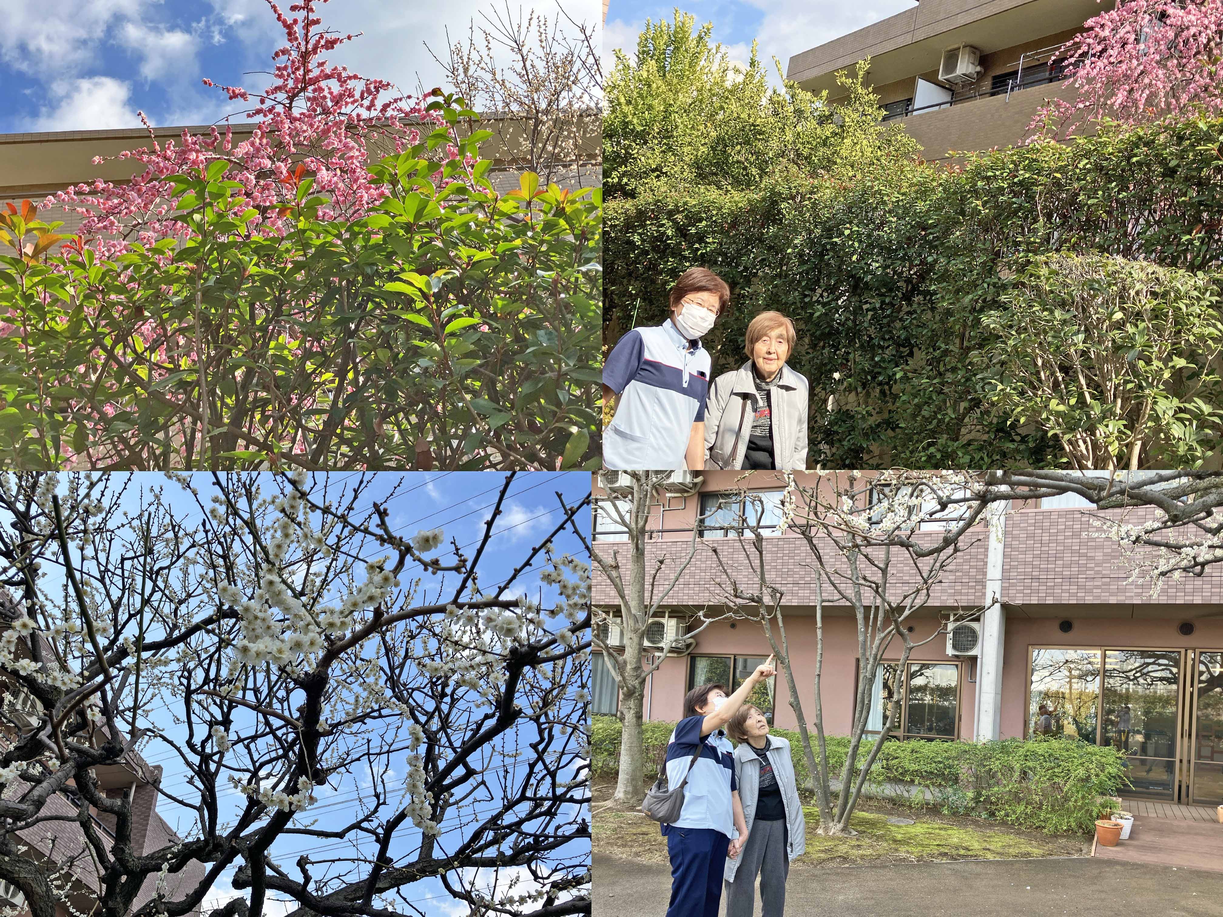 満開の梅花・桃花とお散歩日和