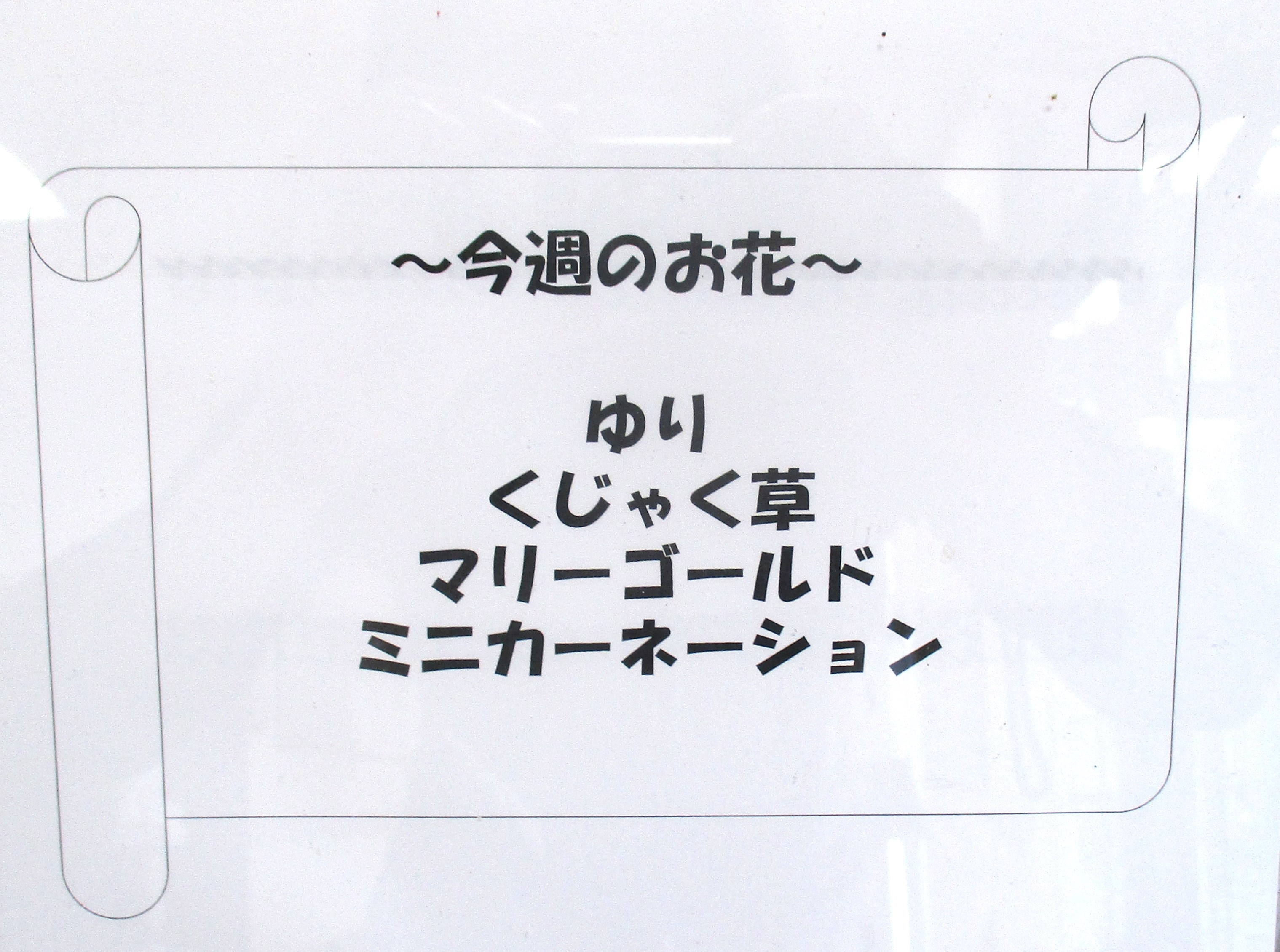 今週のお花