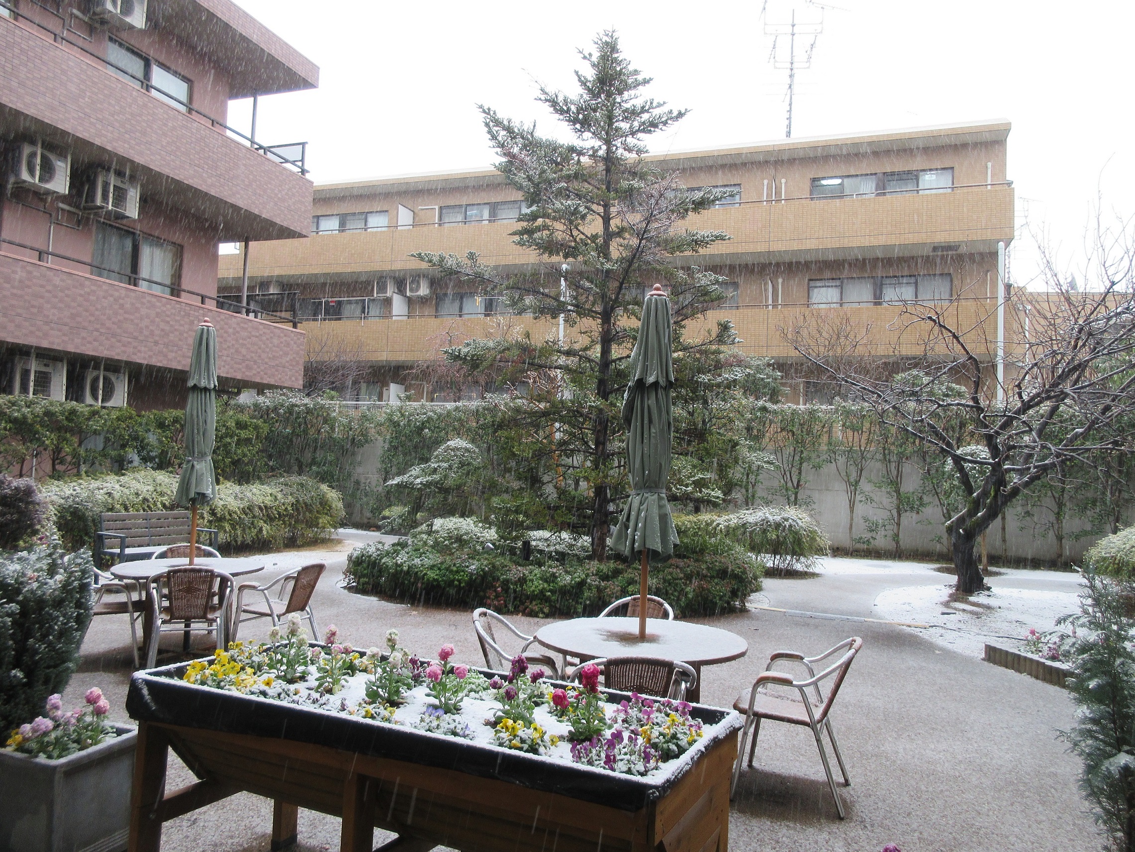 雪の日のもみの樹・杉並