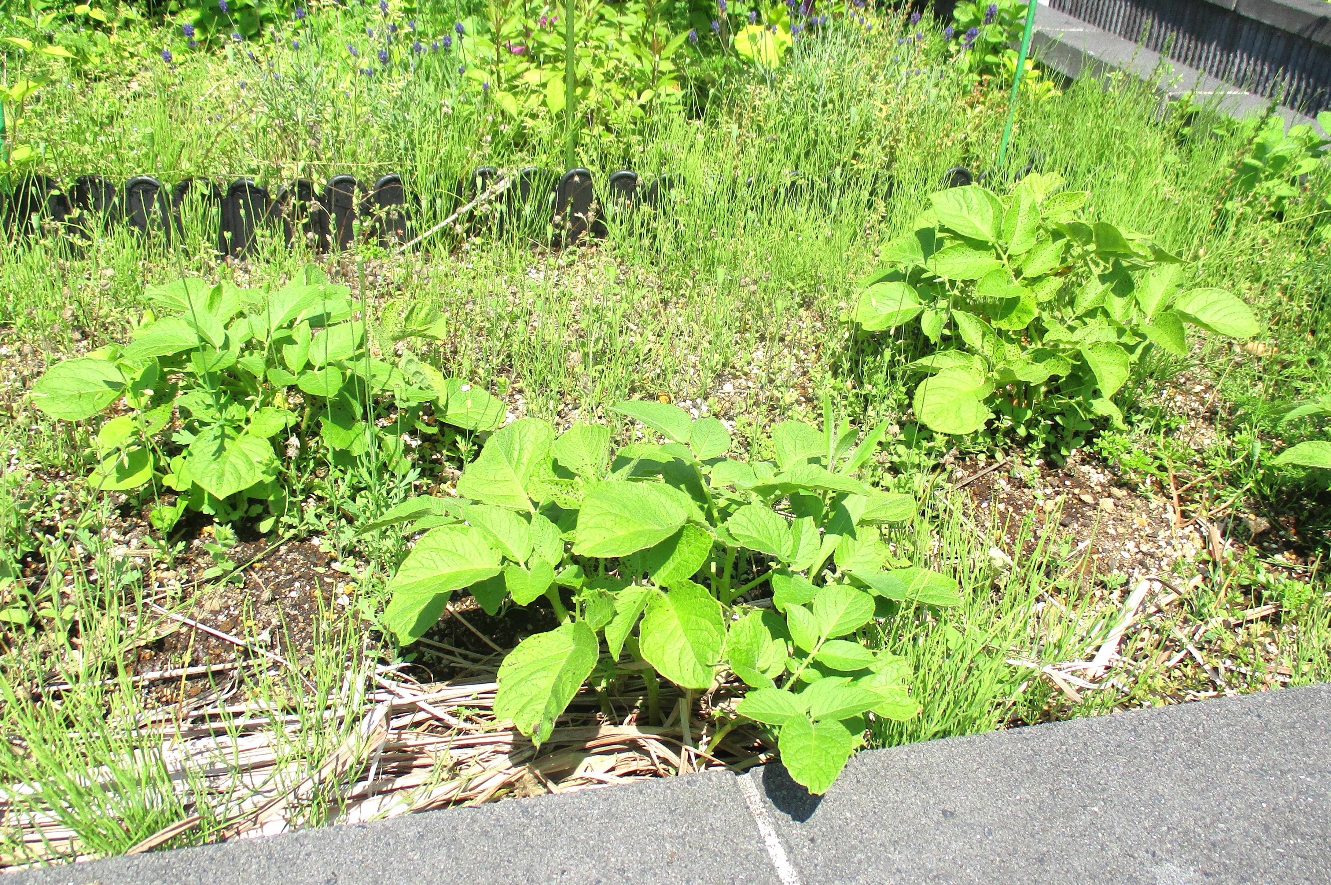 ５月の屋上庭園