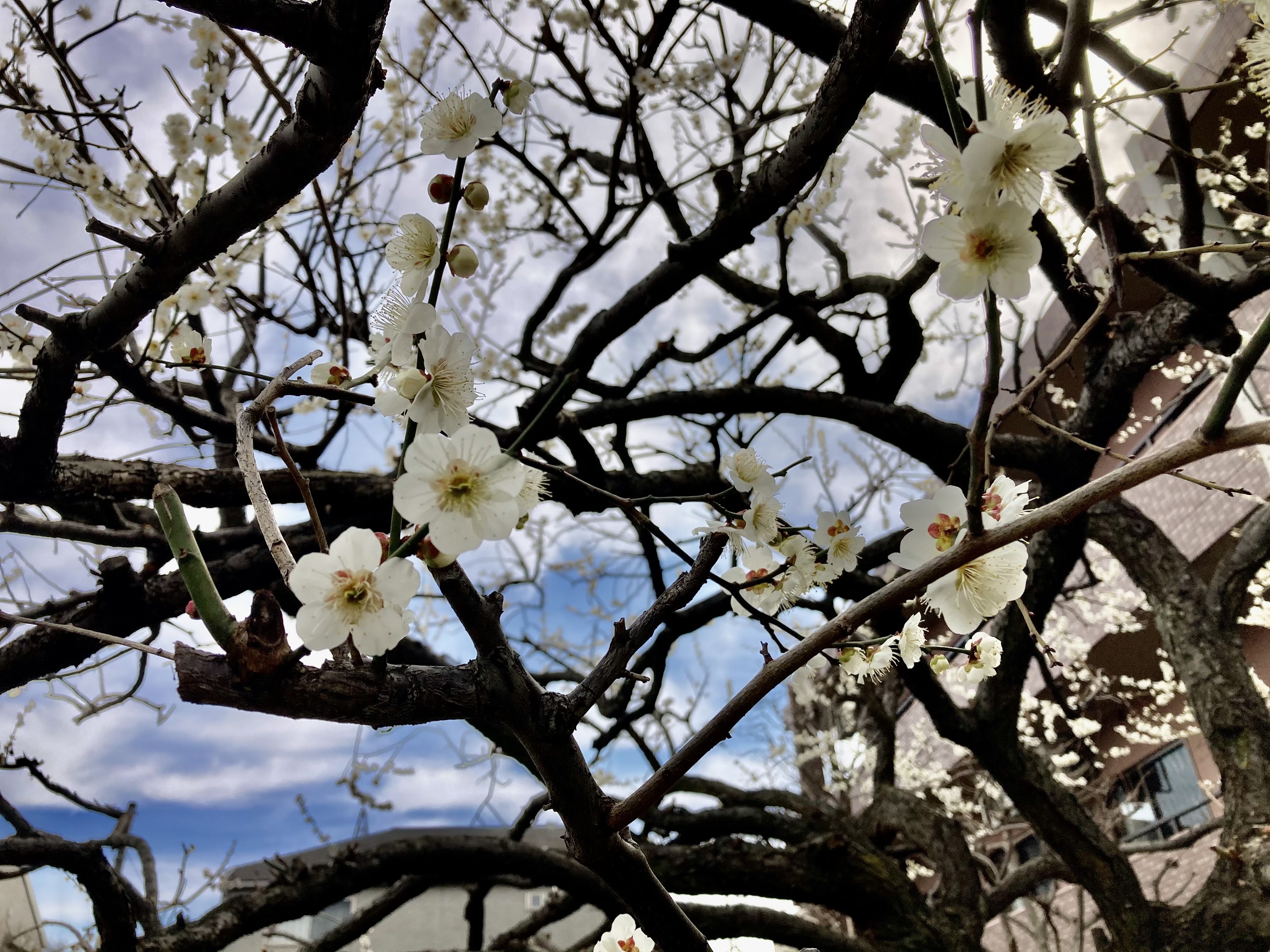 梅の開花