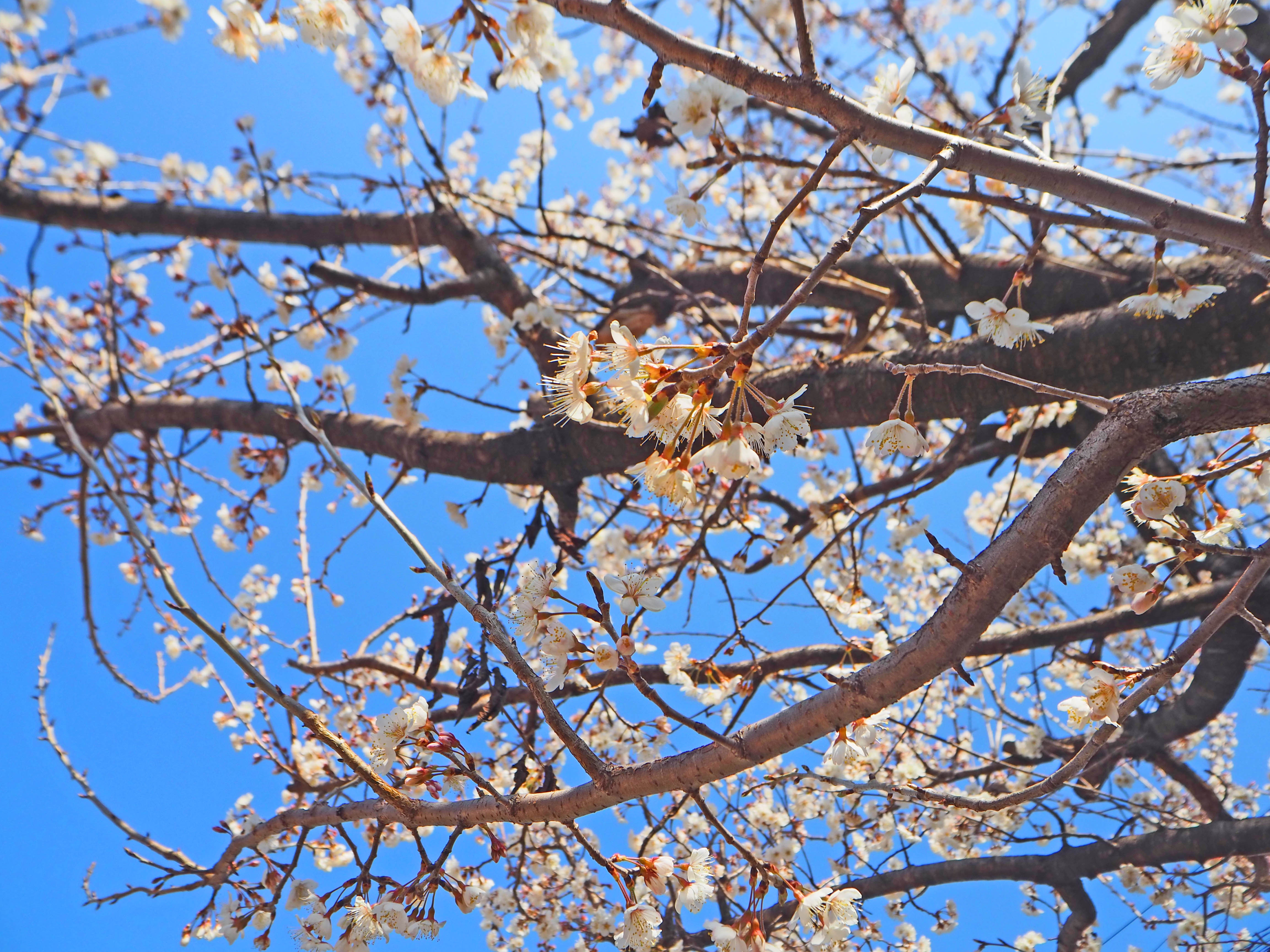 梅林公園でのお花見