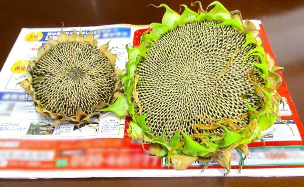 ガーデンテラスのひまわり