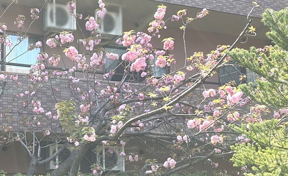 八重桜