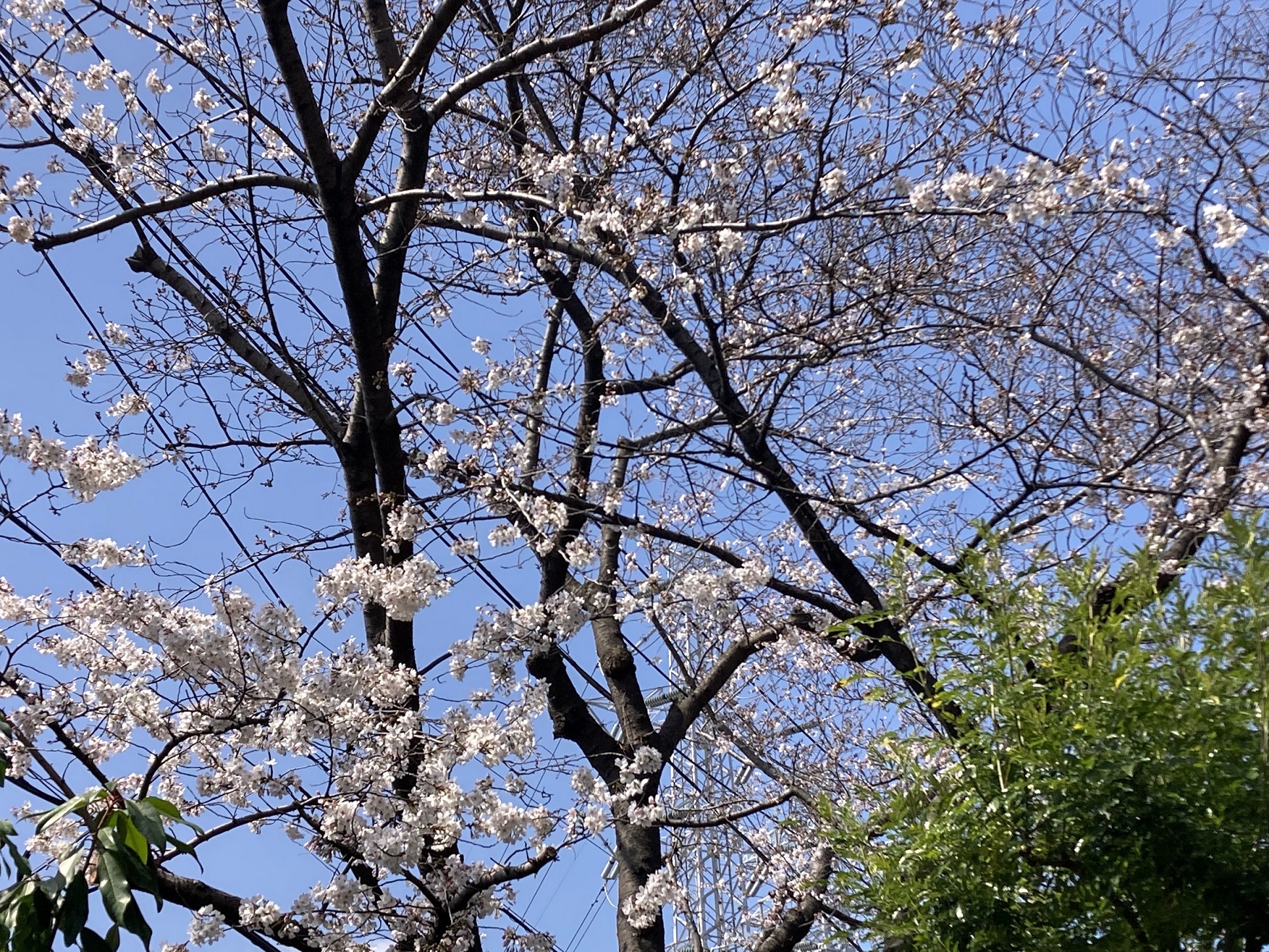 桜の開花