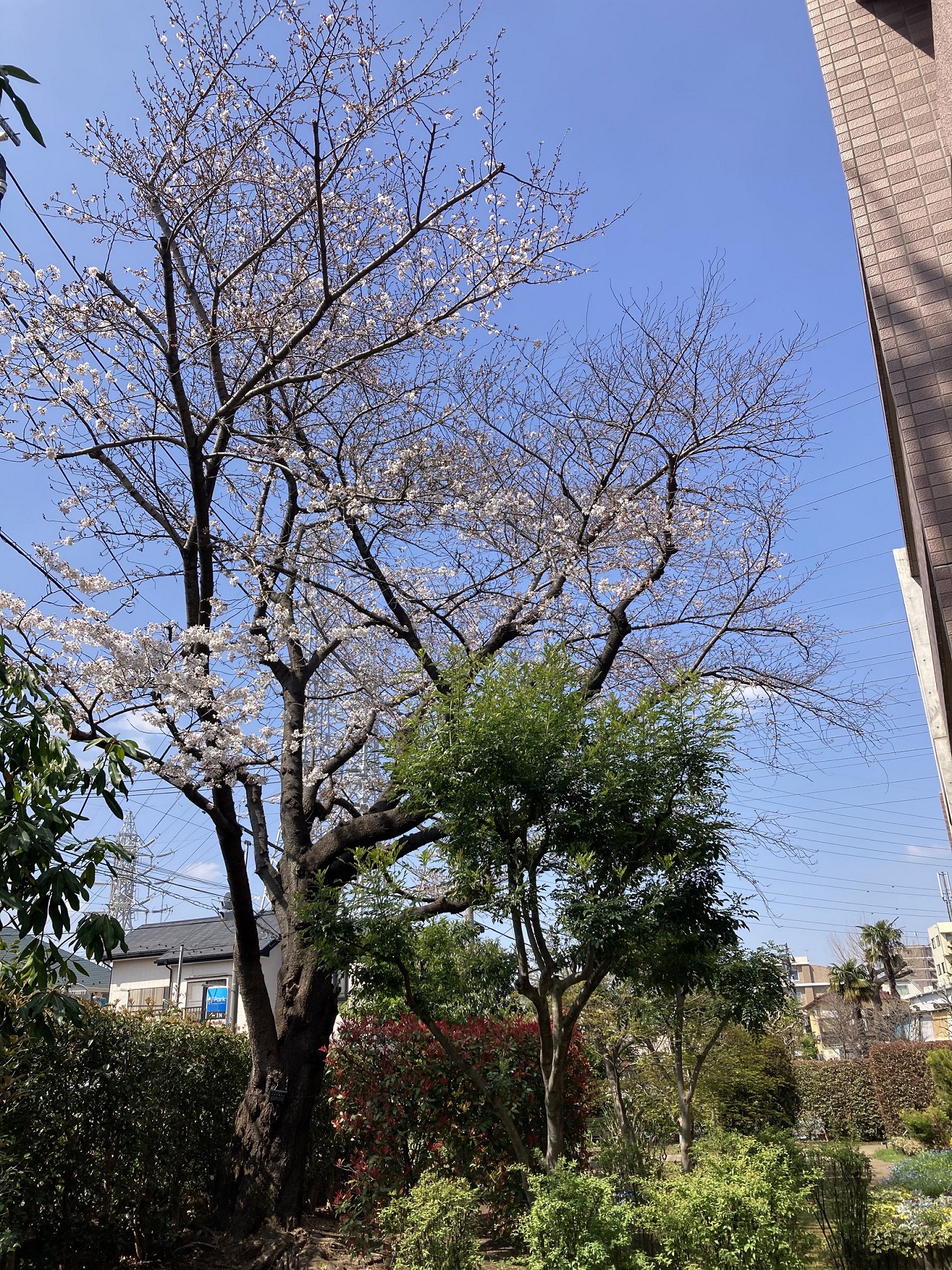 桜の開花