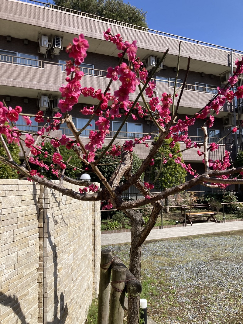 中庭に梅の花が咲きました