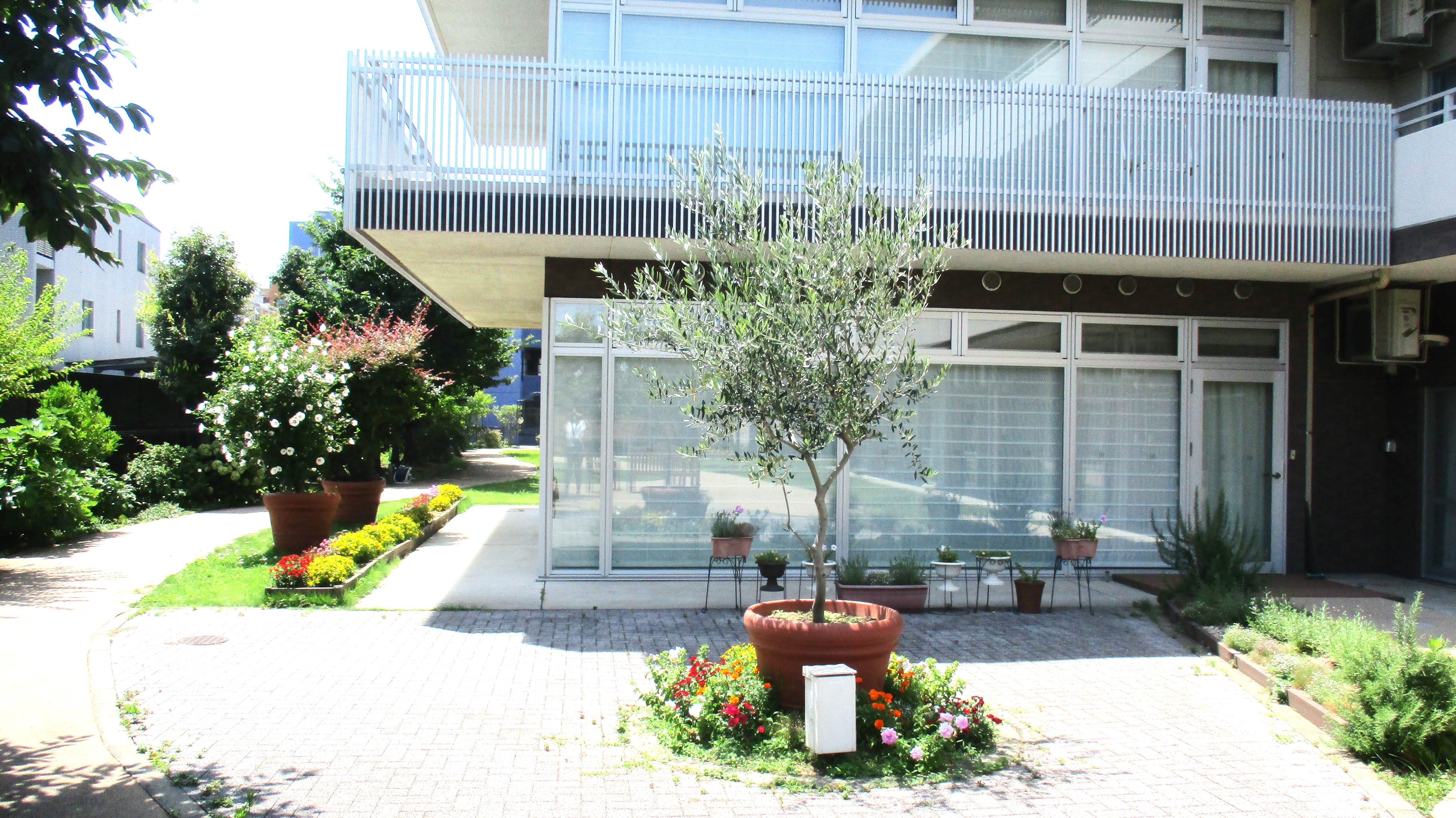 お庭の花々