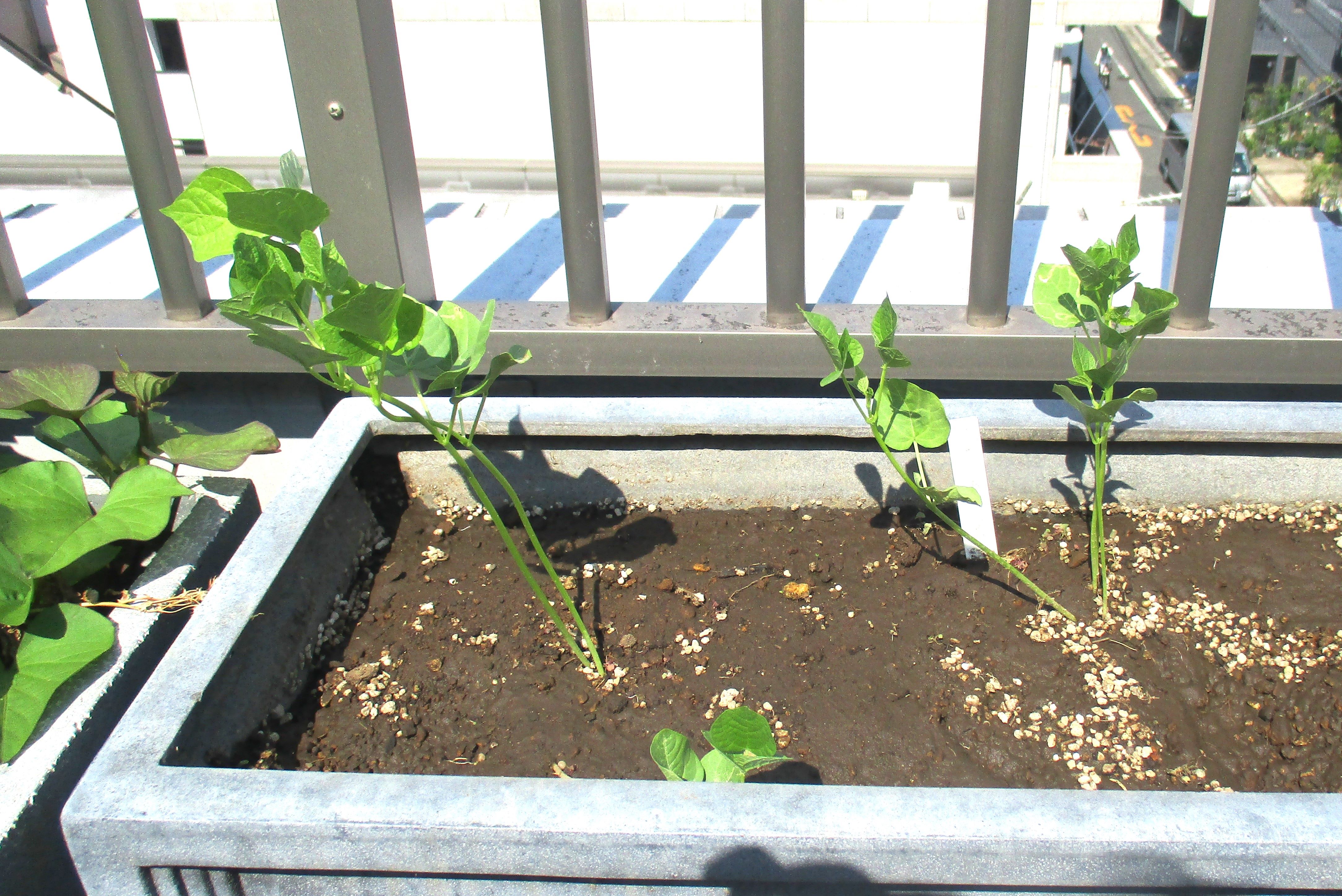野菜の植え付け