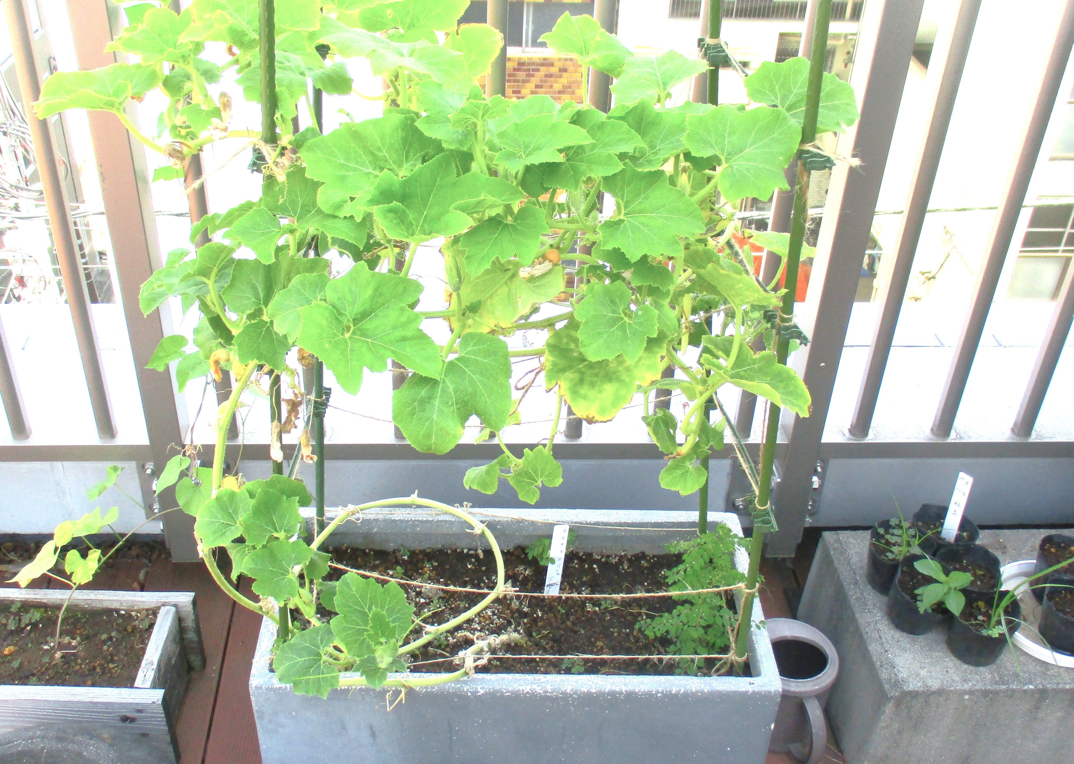 野菜の植え付け