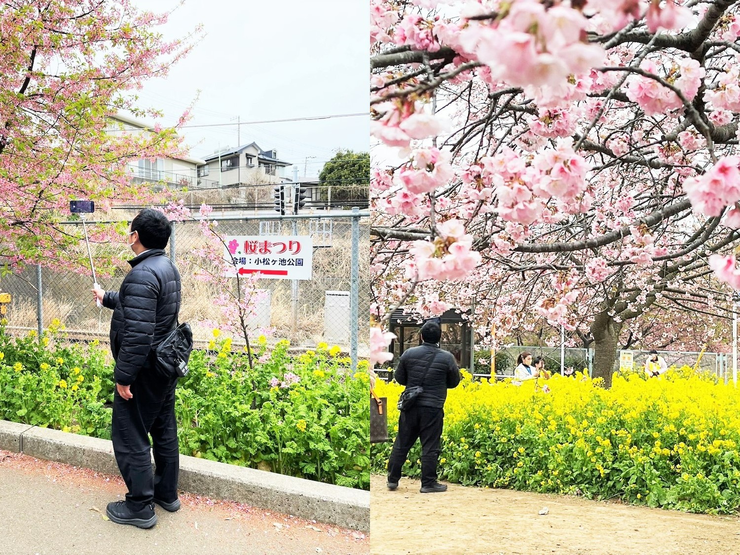 もみの樹・渋谷本町オンラインツアー　三浦海岸桜まつり