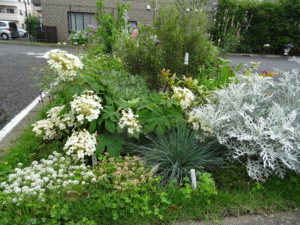 エントランス植栽