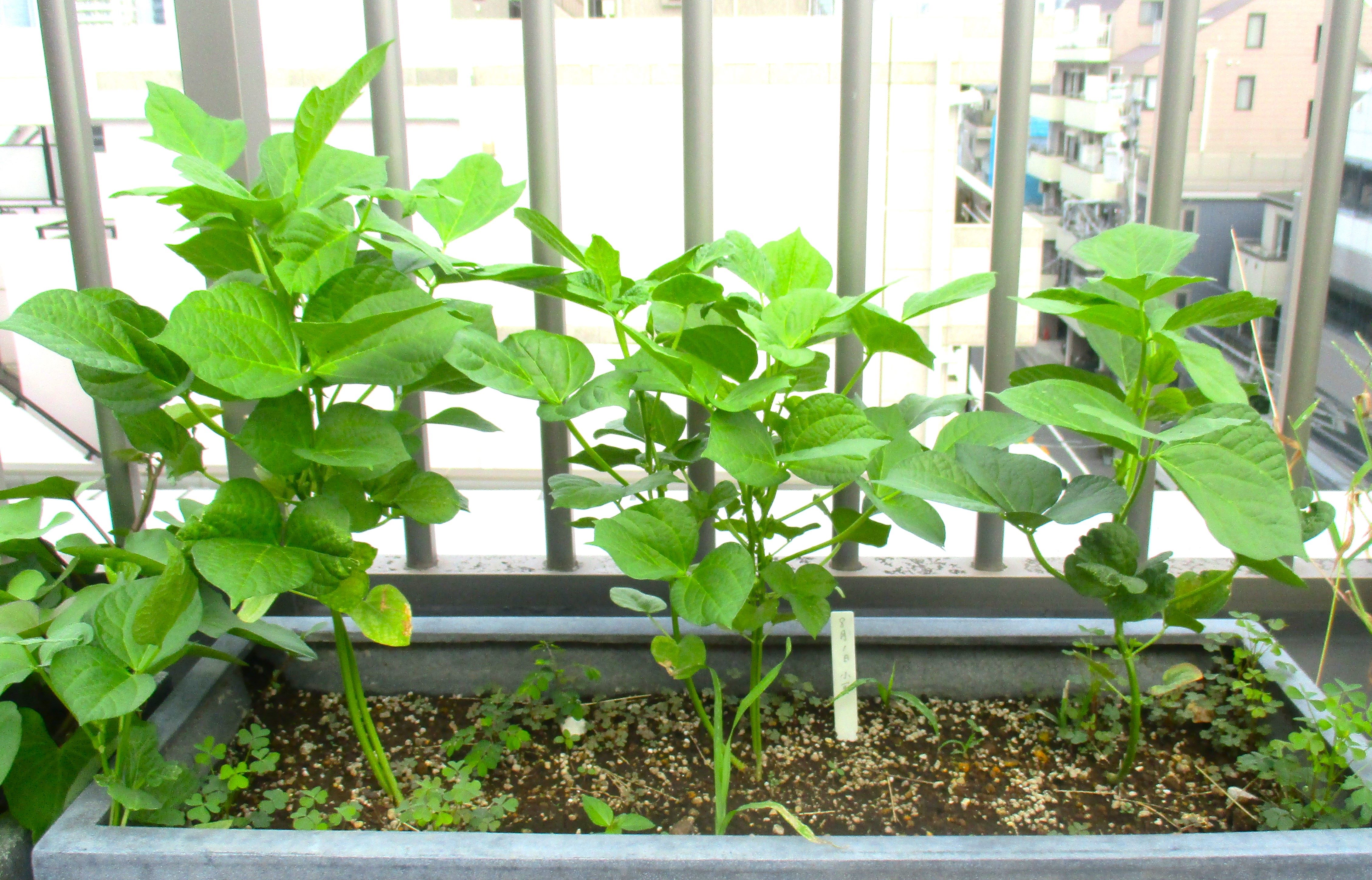 屋上の野菜の成長