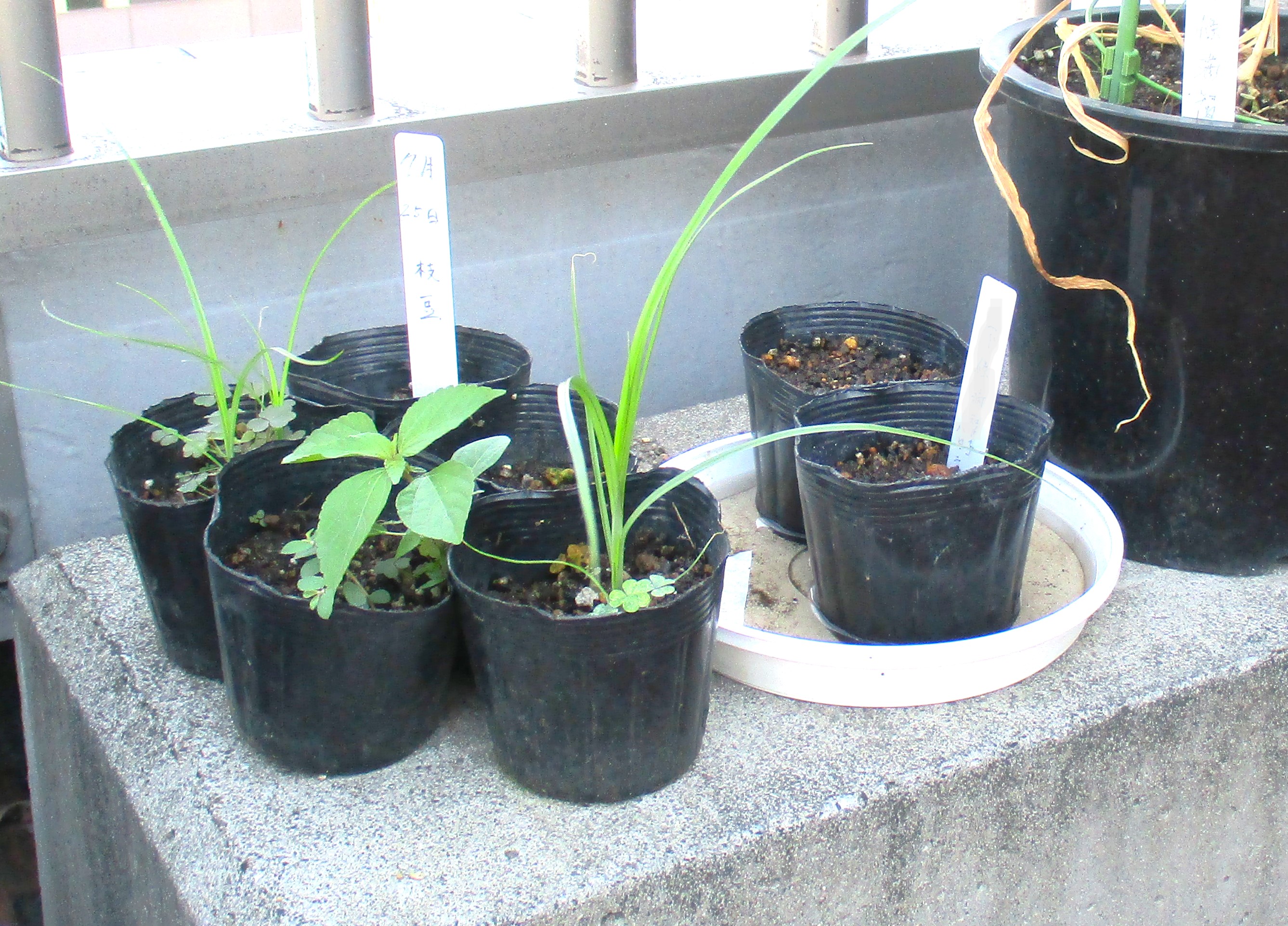 野菜の植え付け