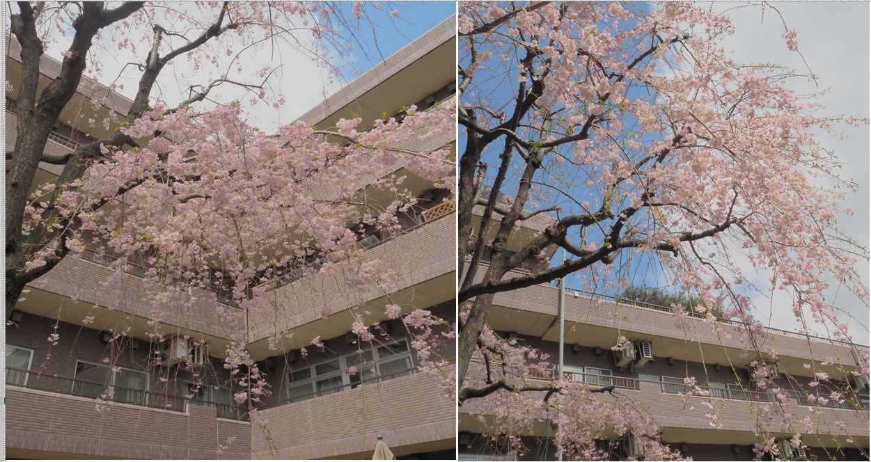 枝垂桜