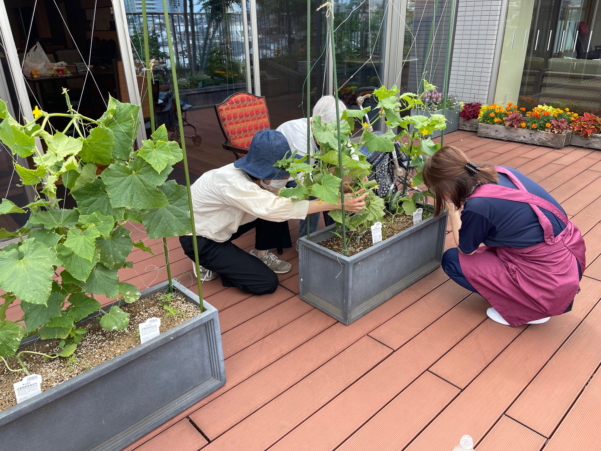 ６月の園芸サークル