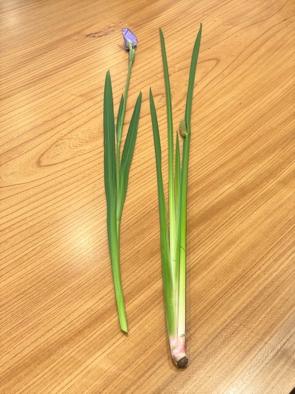 菖蒲湯