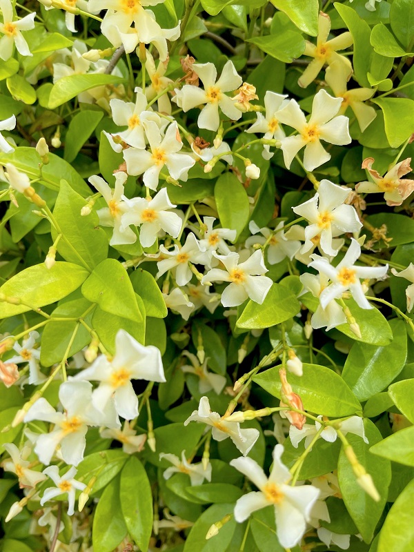 ジャスミンの香りと朝顔の芽吹き
