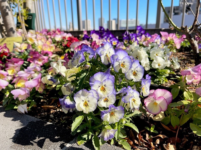 どのお花が好き？