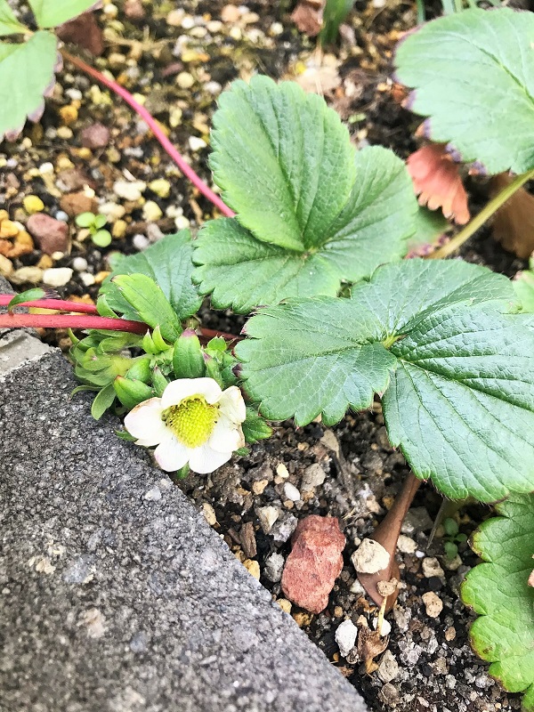 2月5日　苺の花