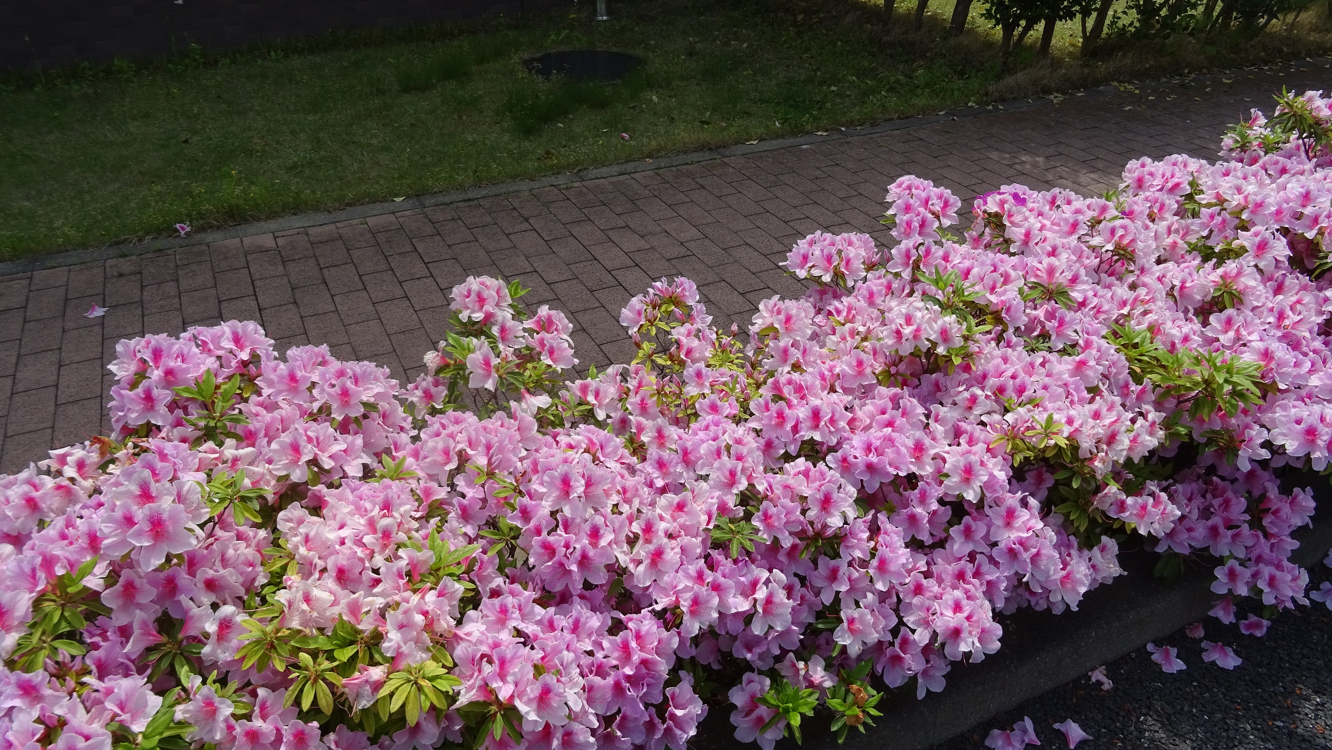 ５月５日 つつじ開花　その２