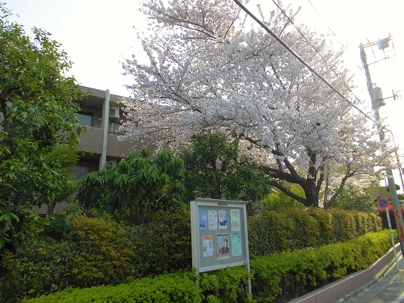 4月　桜・開花宣言