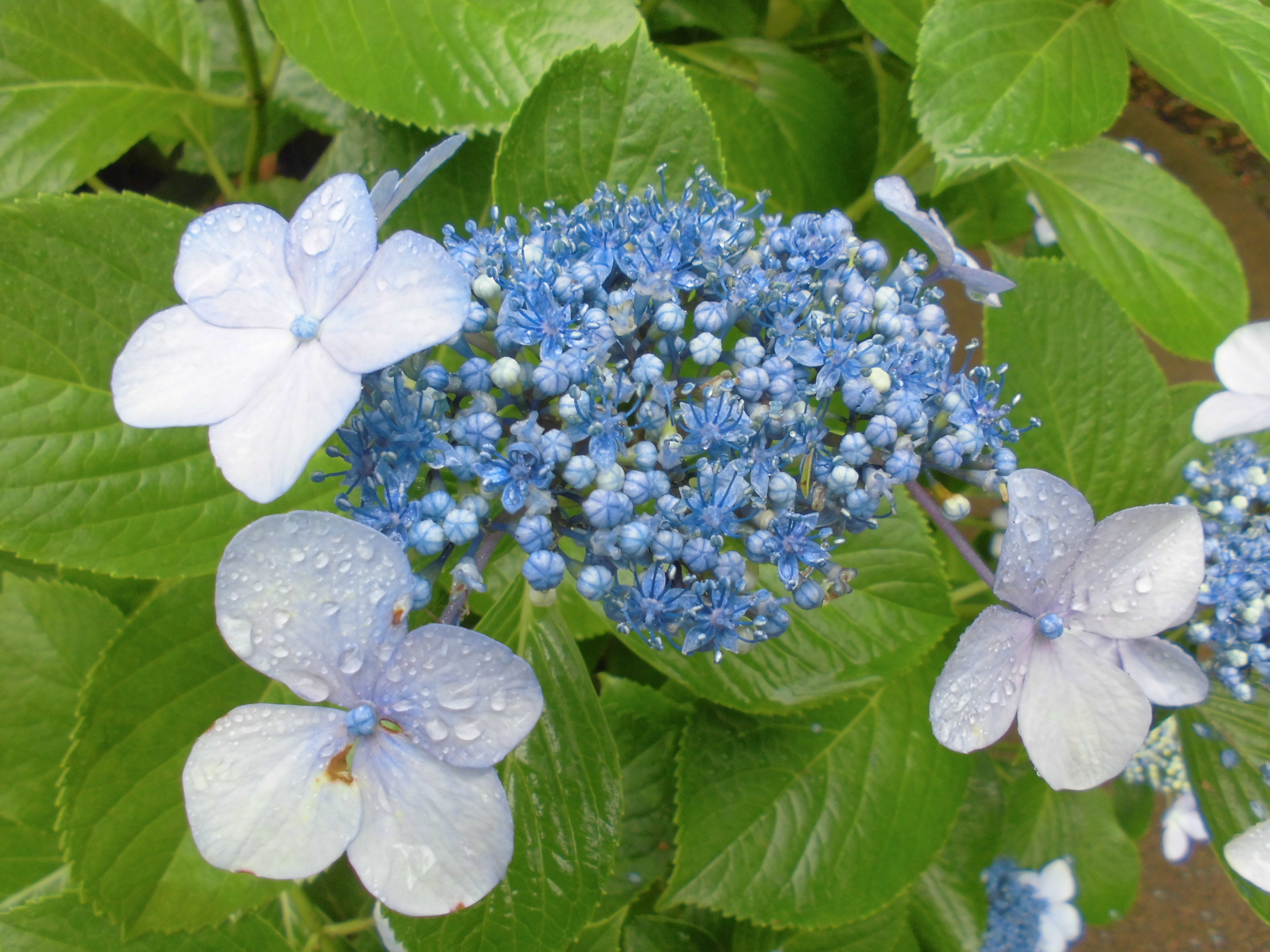 紫陽花