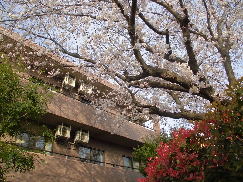 桜