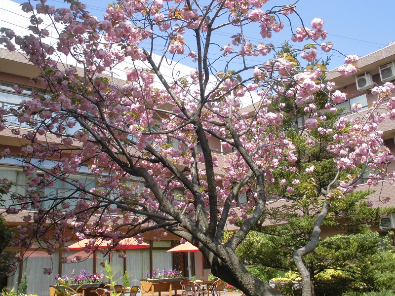 八重桜