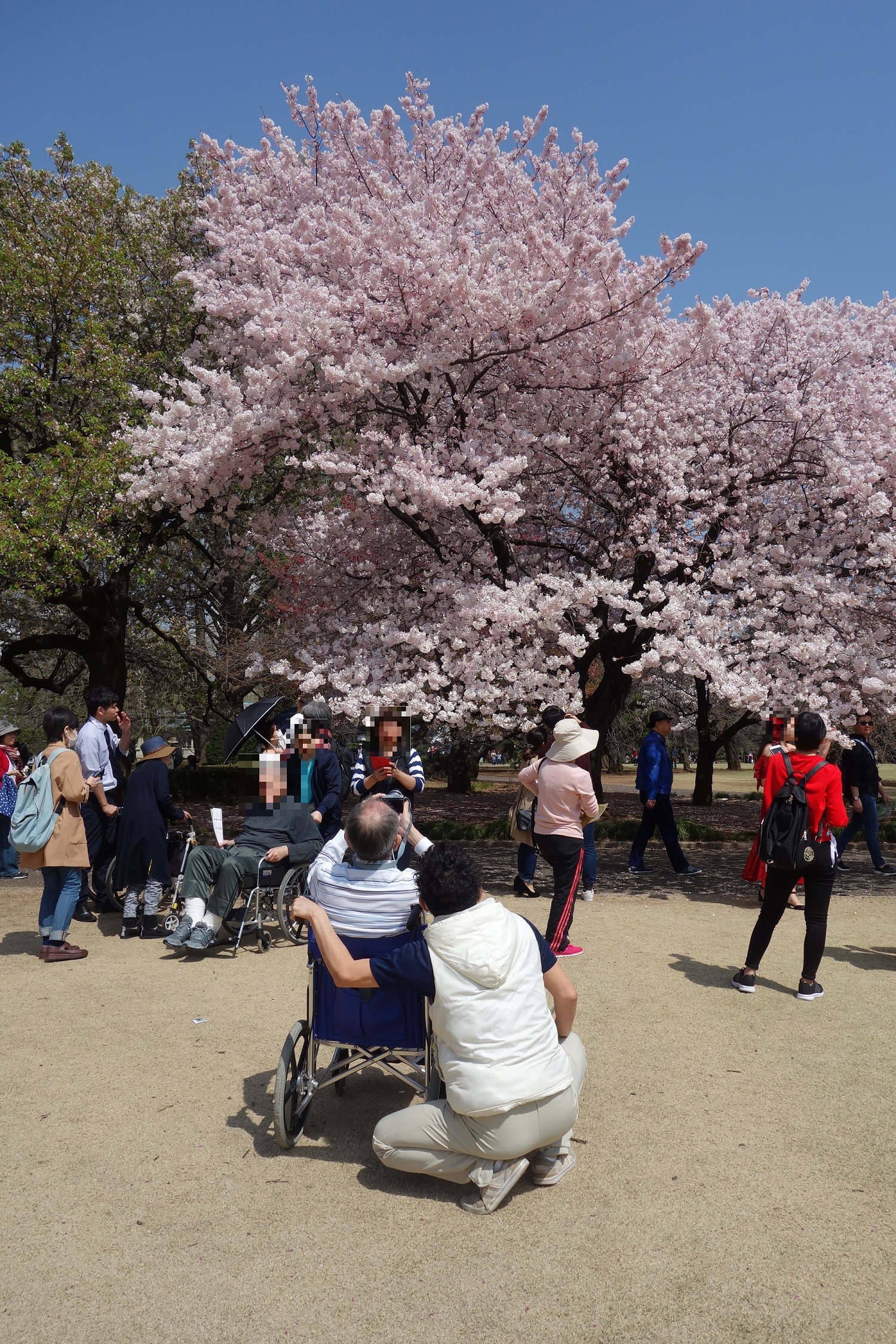 「新宿御苑」へお花見に行って参りました。