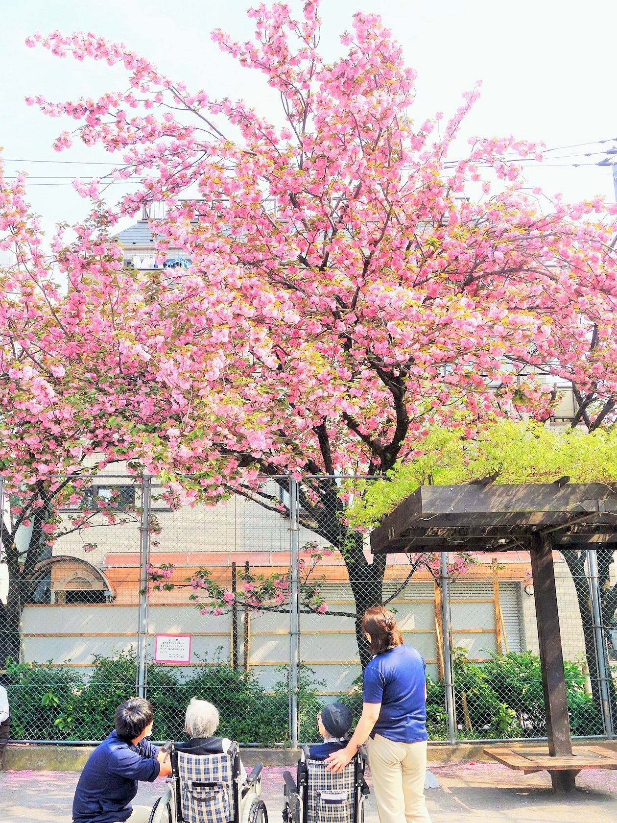 4月21～23日　八重桜のお花見