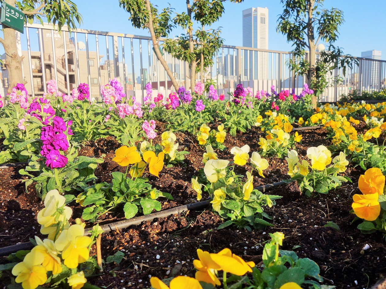 11月21日　お花の植替えを行いました。