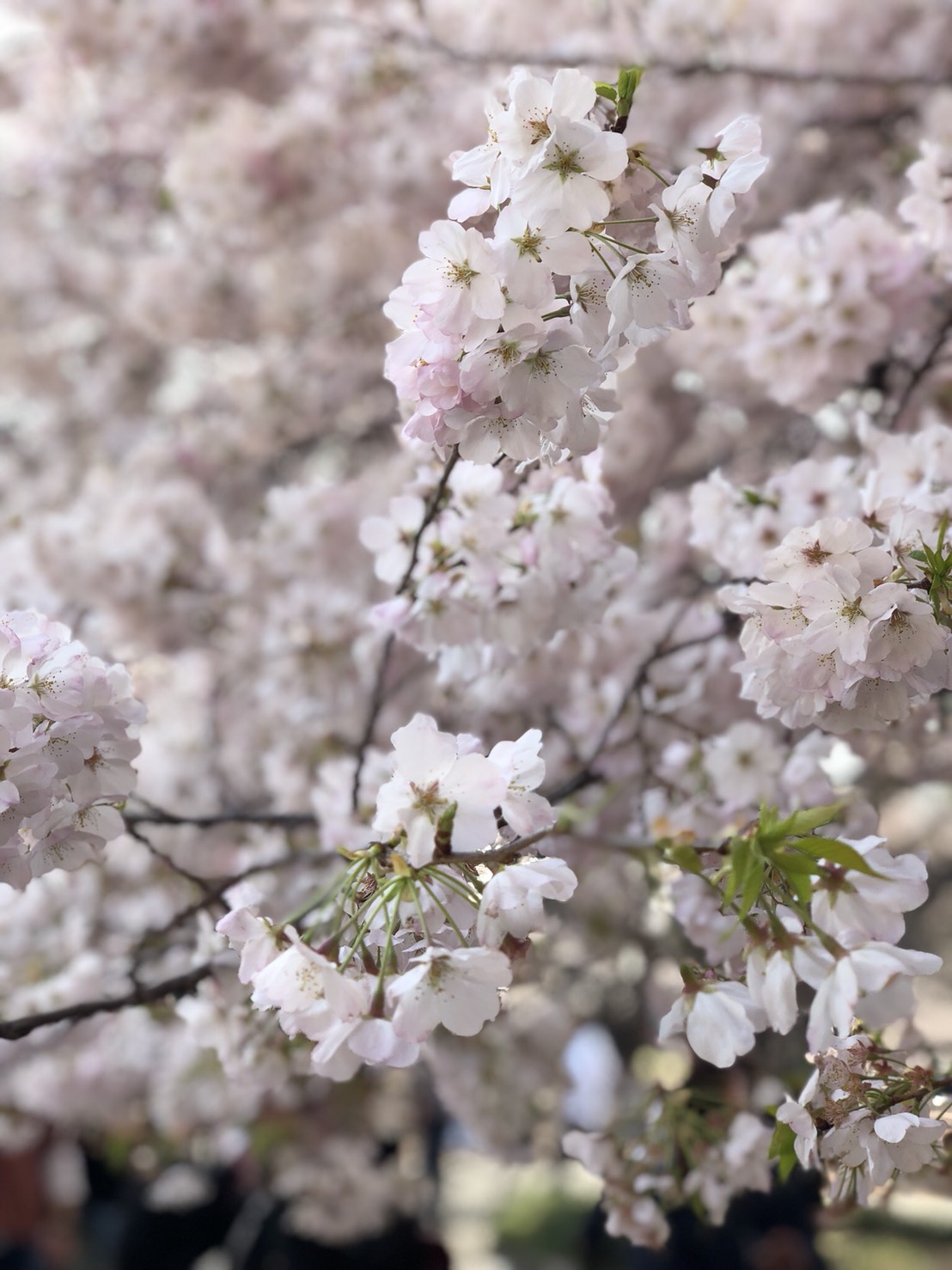 「新宿御苑」へお花見に行って参りました。