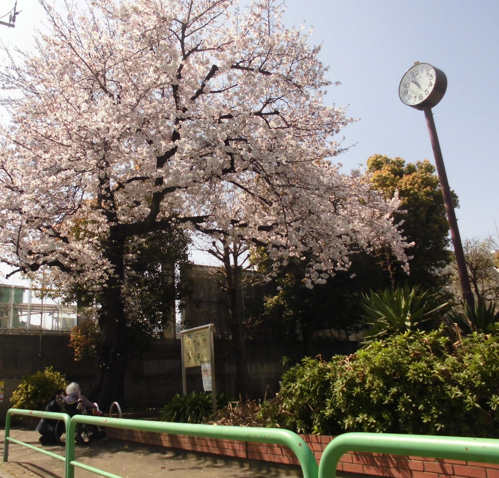 桜、見頃です