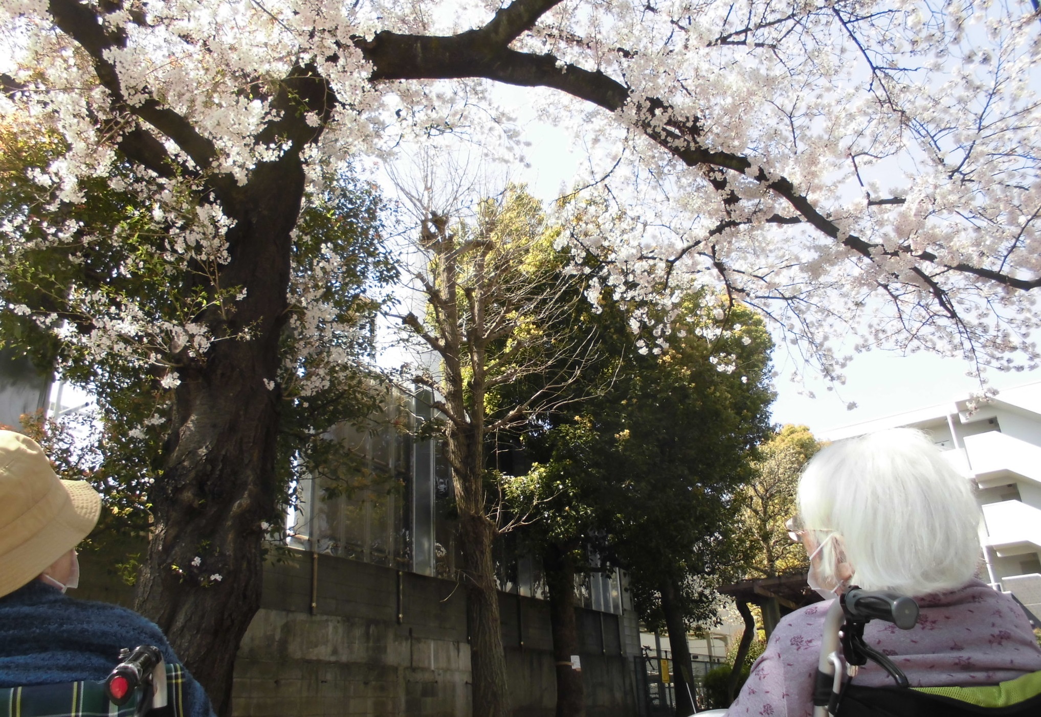 桜、見頃です