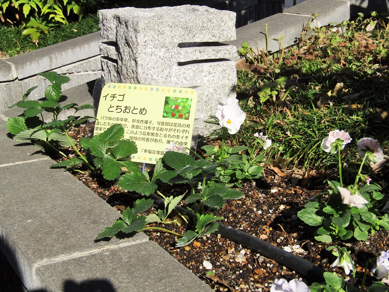 11月14日　花壇植替え