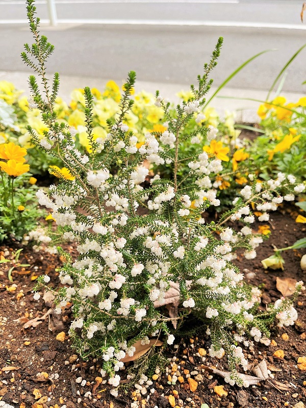 1階花壇のお花　～エリカ～