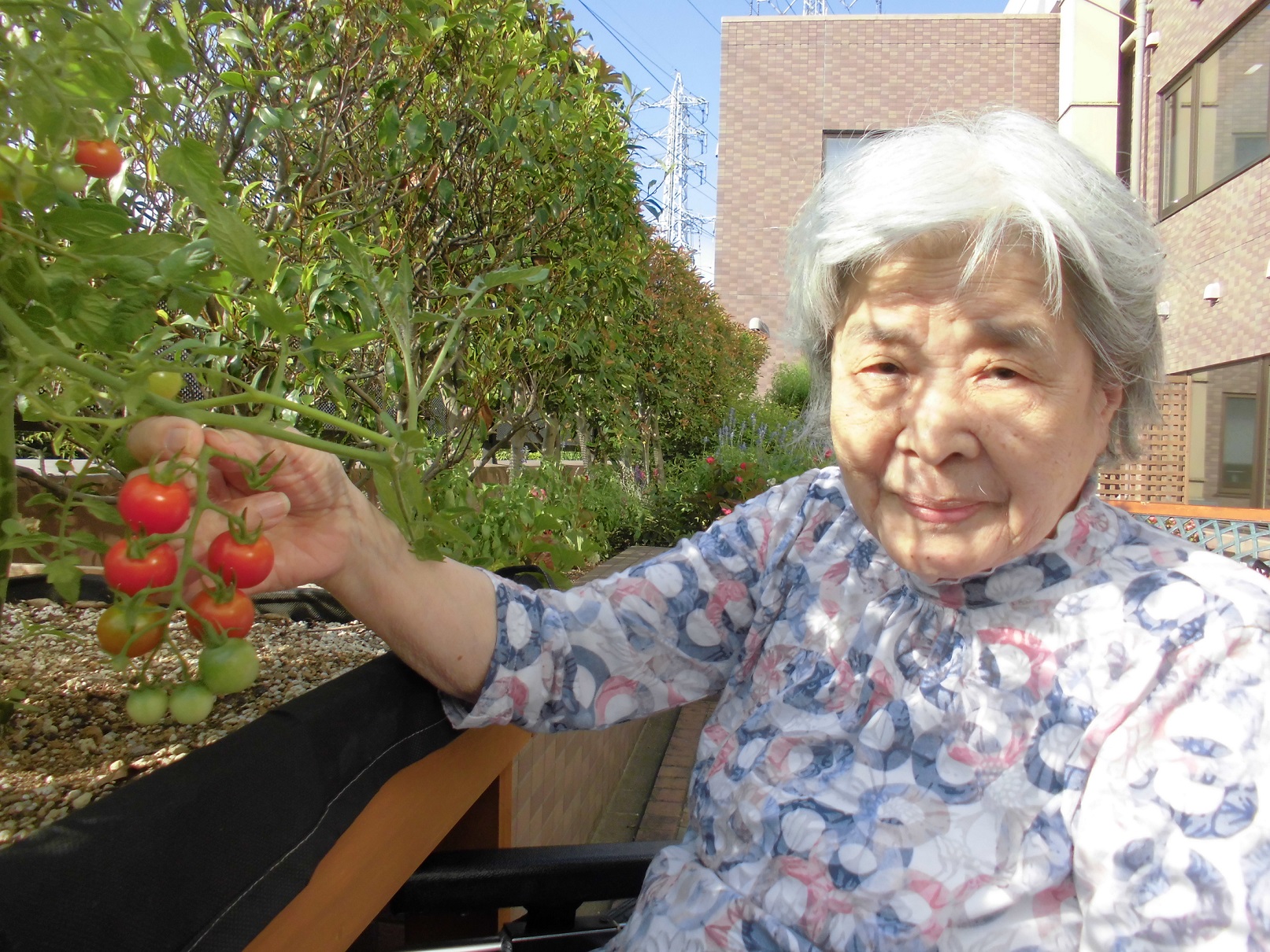 野菜収穫