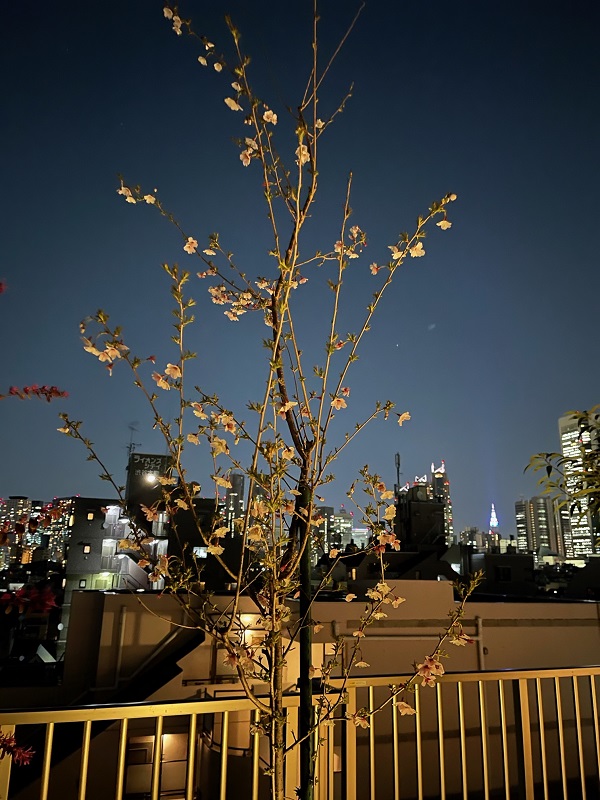 夜桜鑑賞